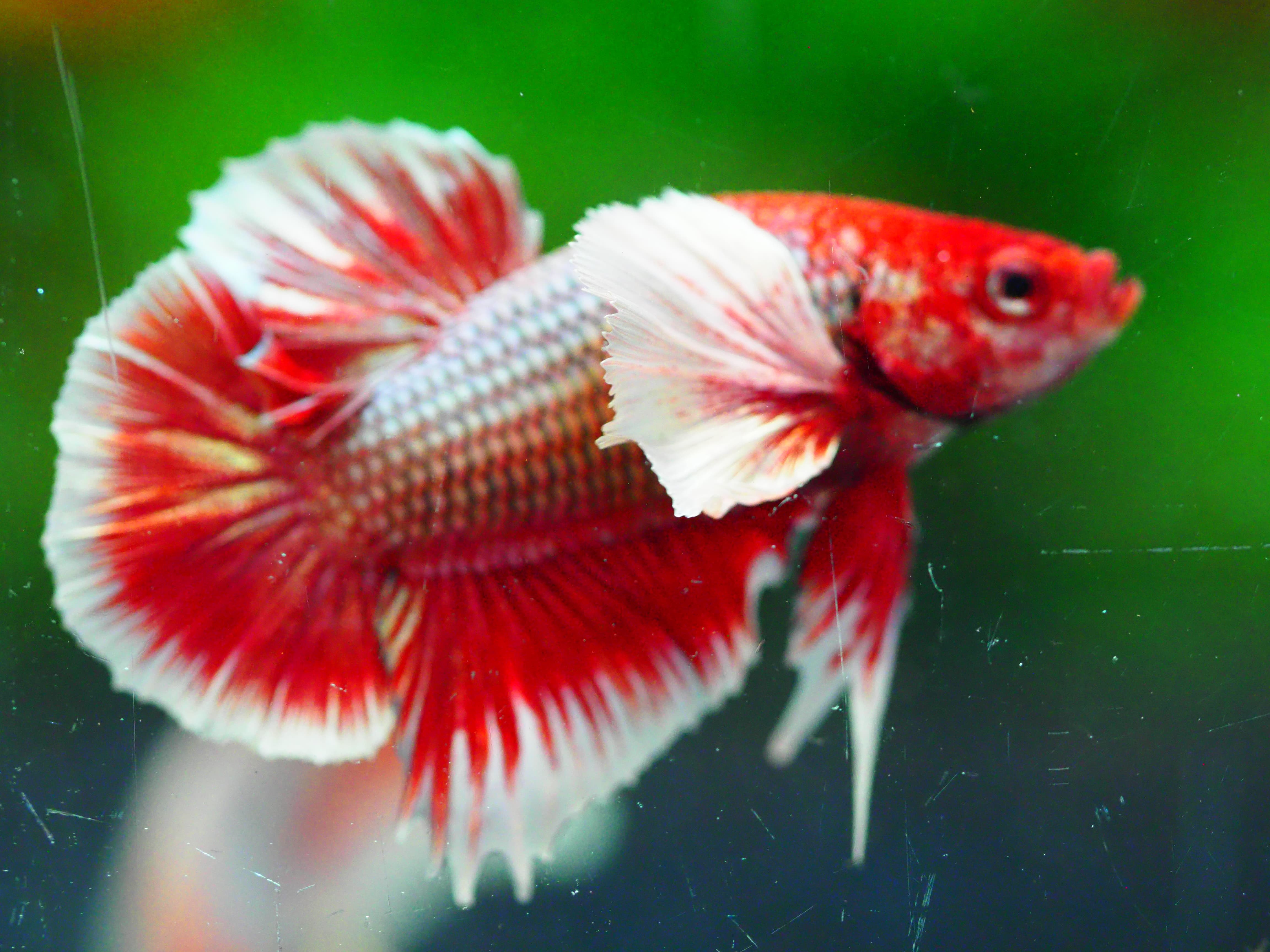 HMPK DUMBO MALE GRADE A +++