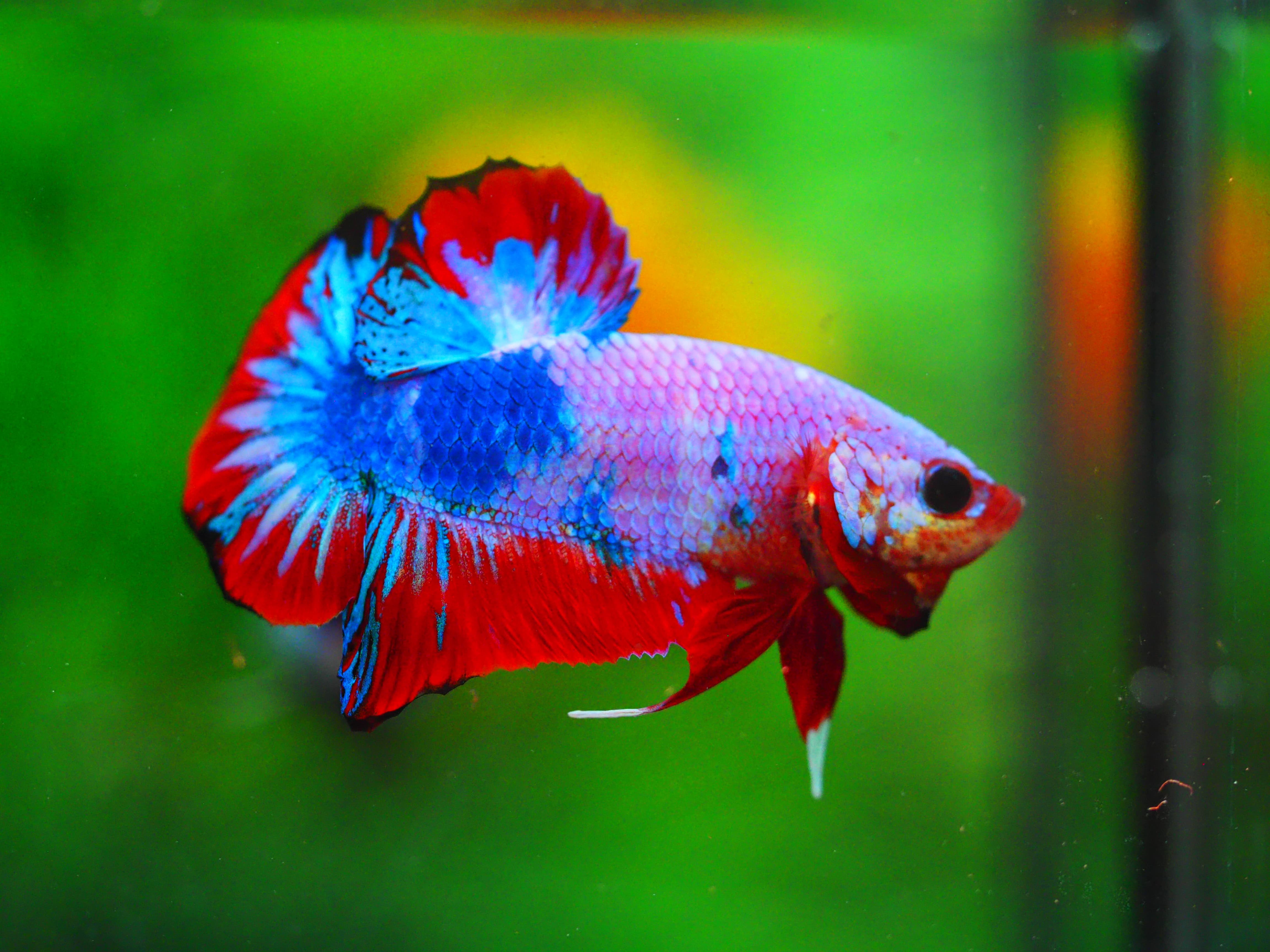 HMPK KOI FANCY MALE GRADE A+++
