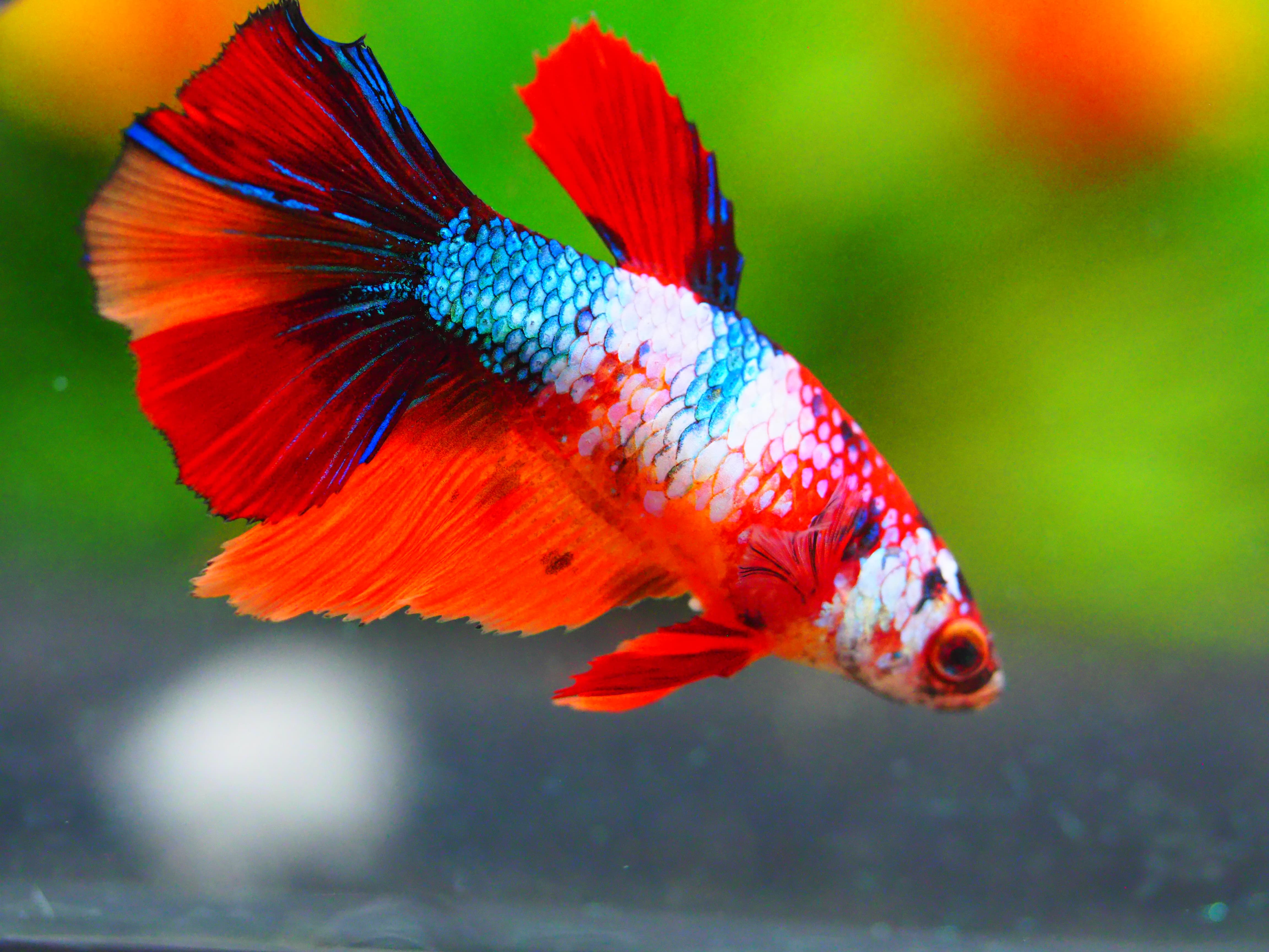 HM NEMO GALAXY FNMALE GRADE A +++