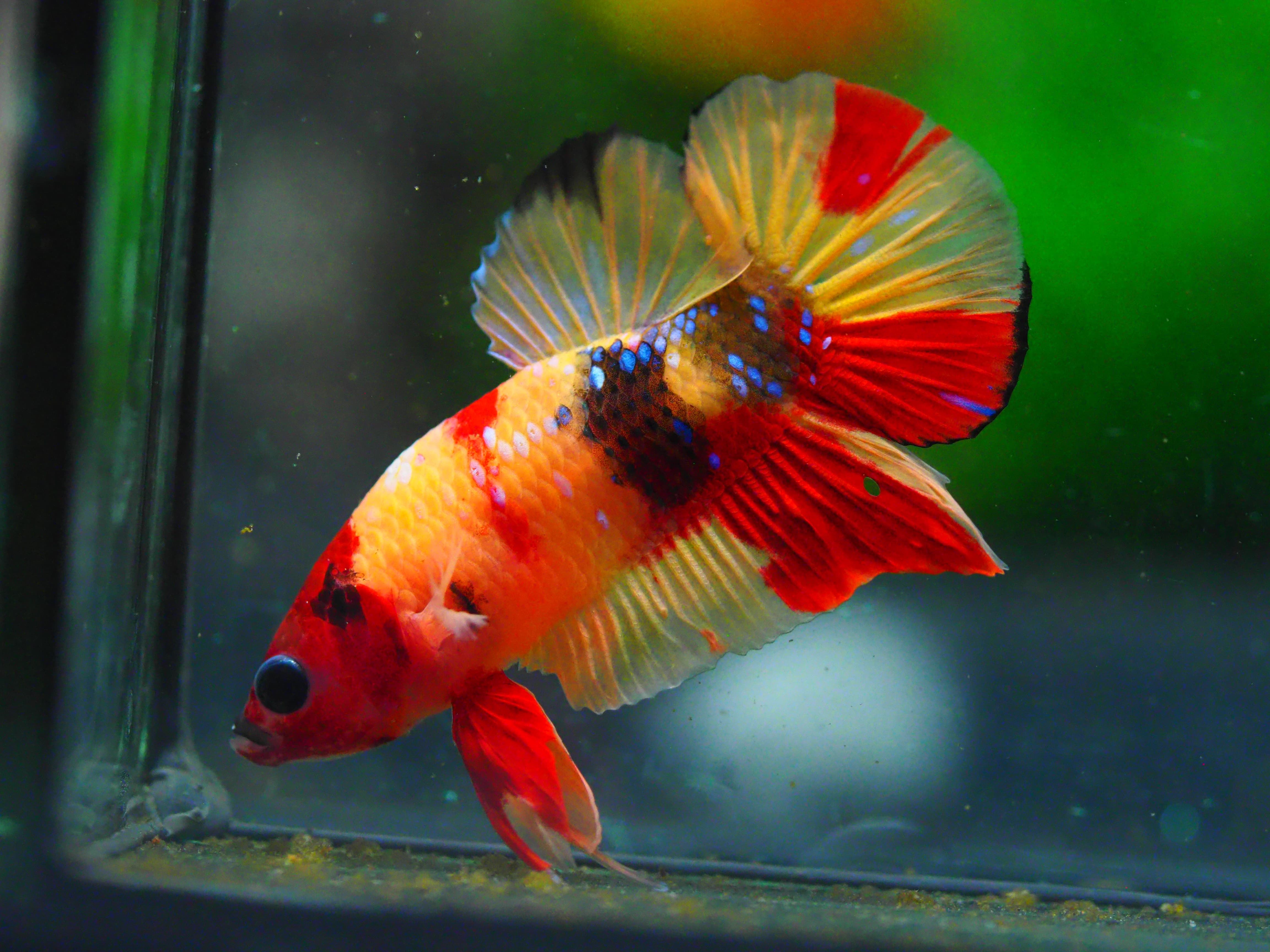 HMPK NEMO MALE GRADE A +++