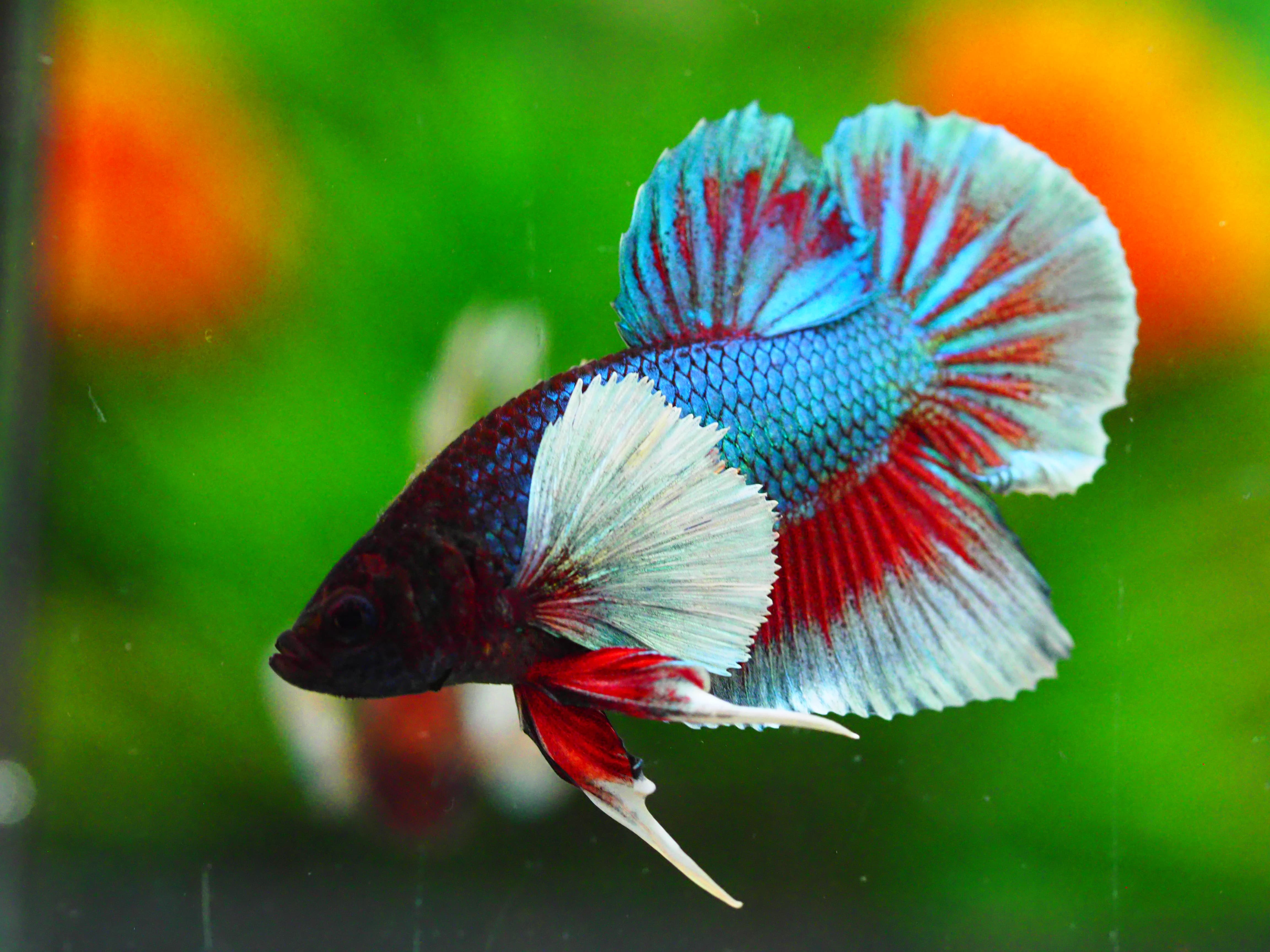 HMPK DUMBO MALE GRADE A +++