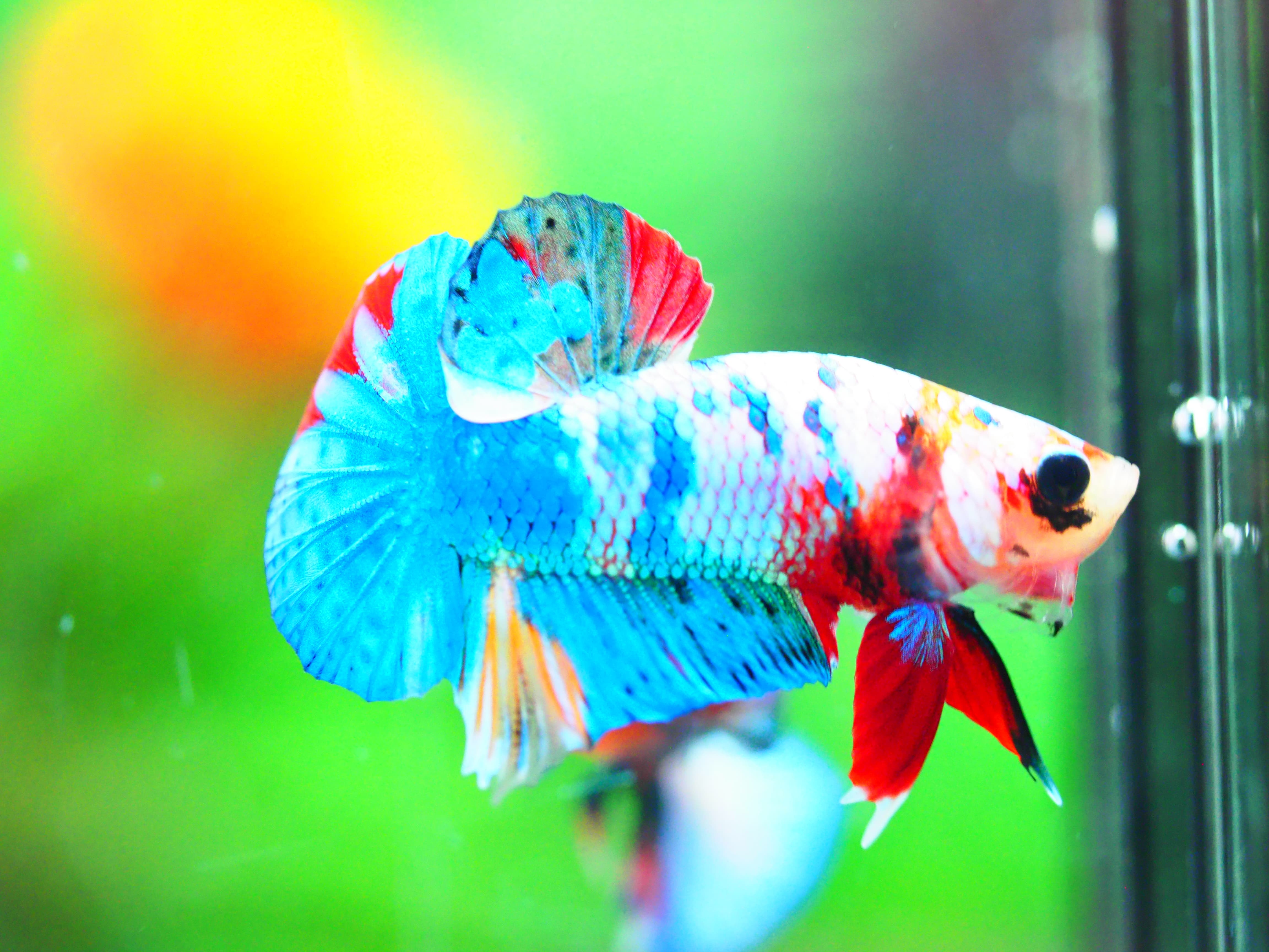 HMPK KOI FANCY MALE GRADE A +++