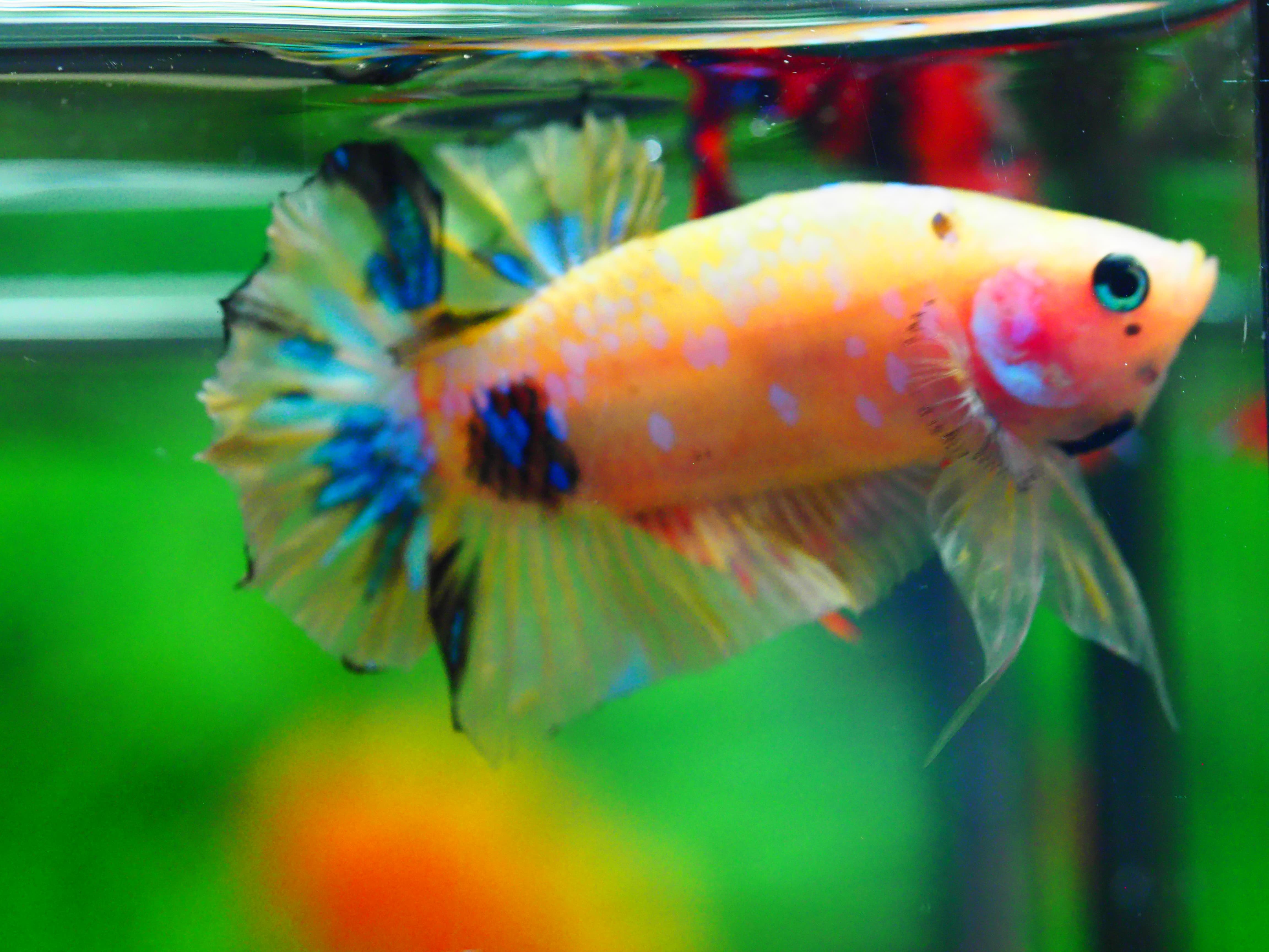 HMPK KOI YELLOW MALE GRADE A +++