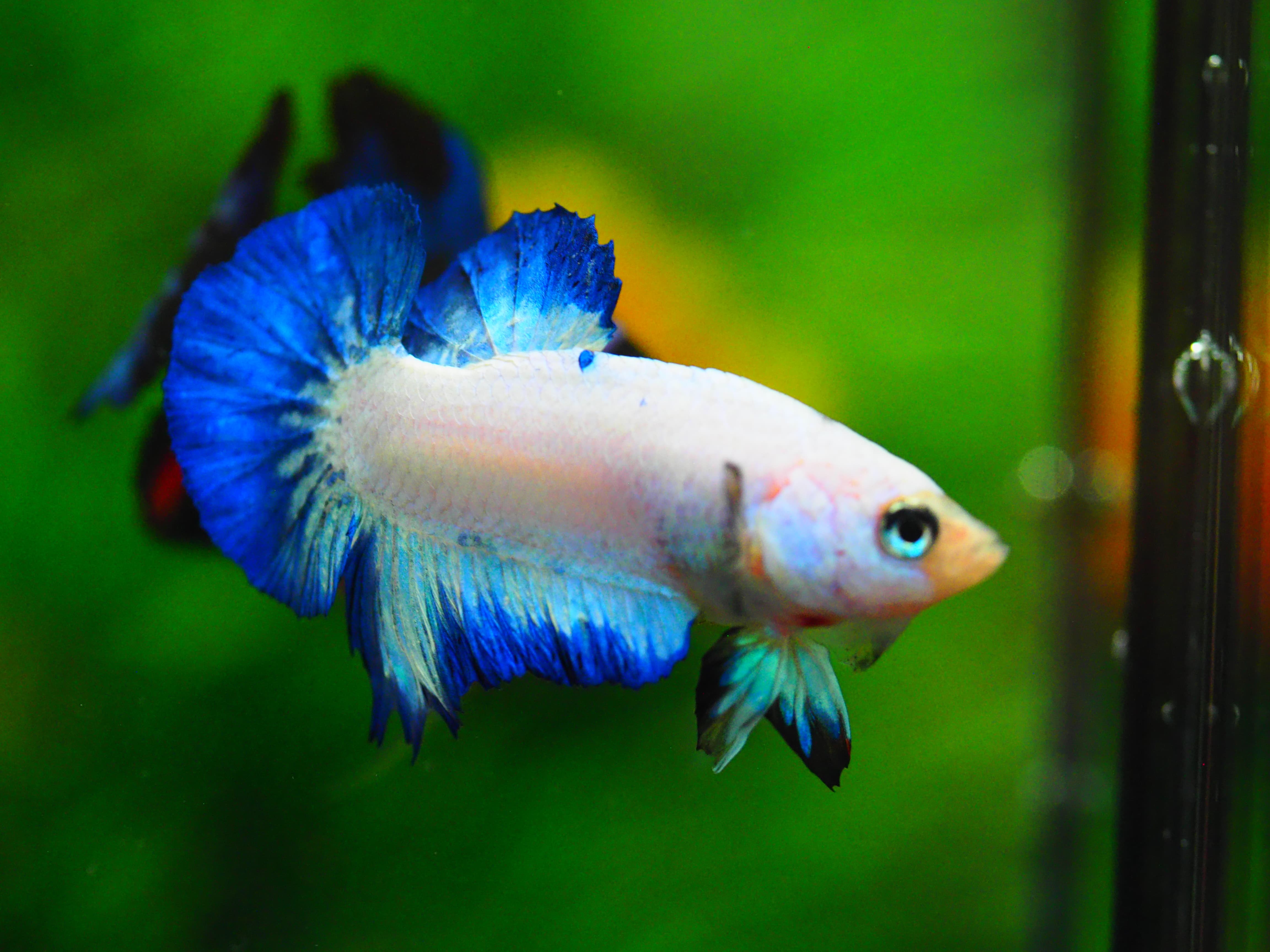 HMPK KOI FANCY MALE GRADE A+++ ปลาเด็ก