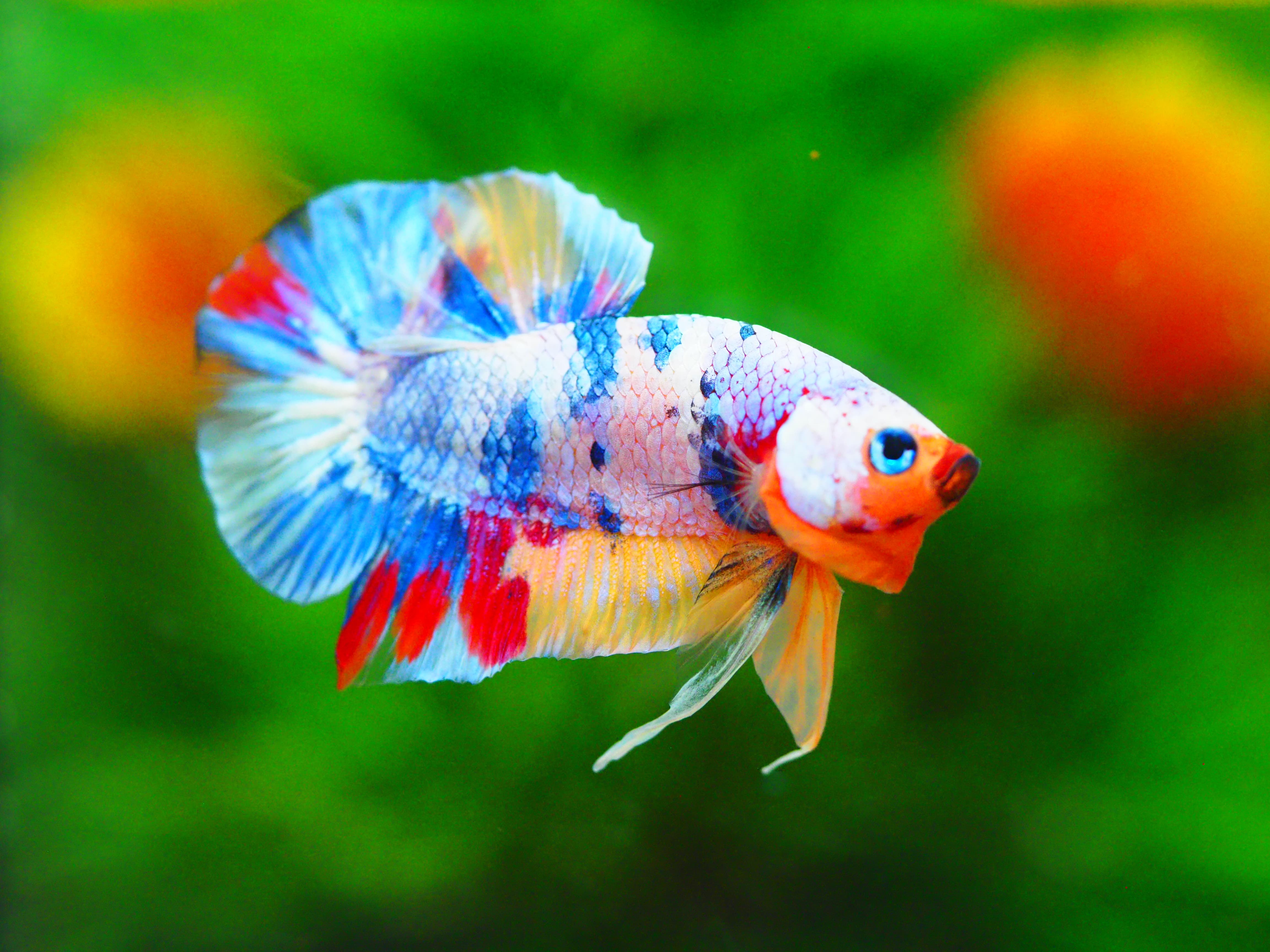 HMPK MUNTICOLOR MALE GRADE A +++