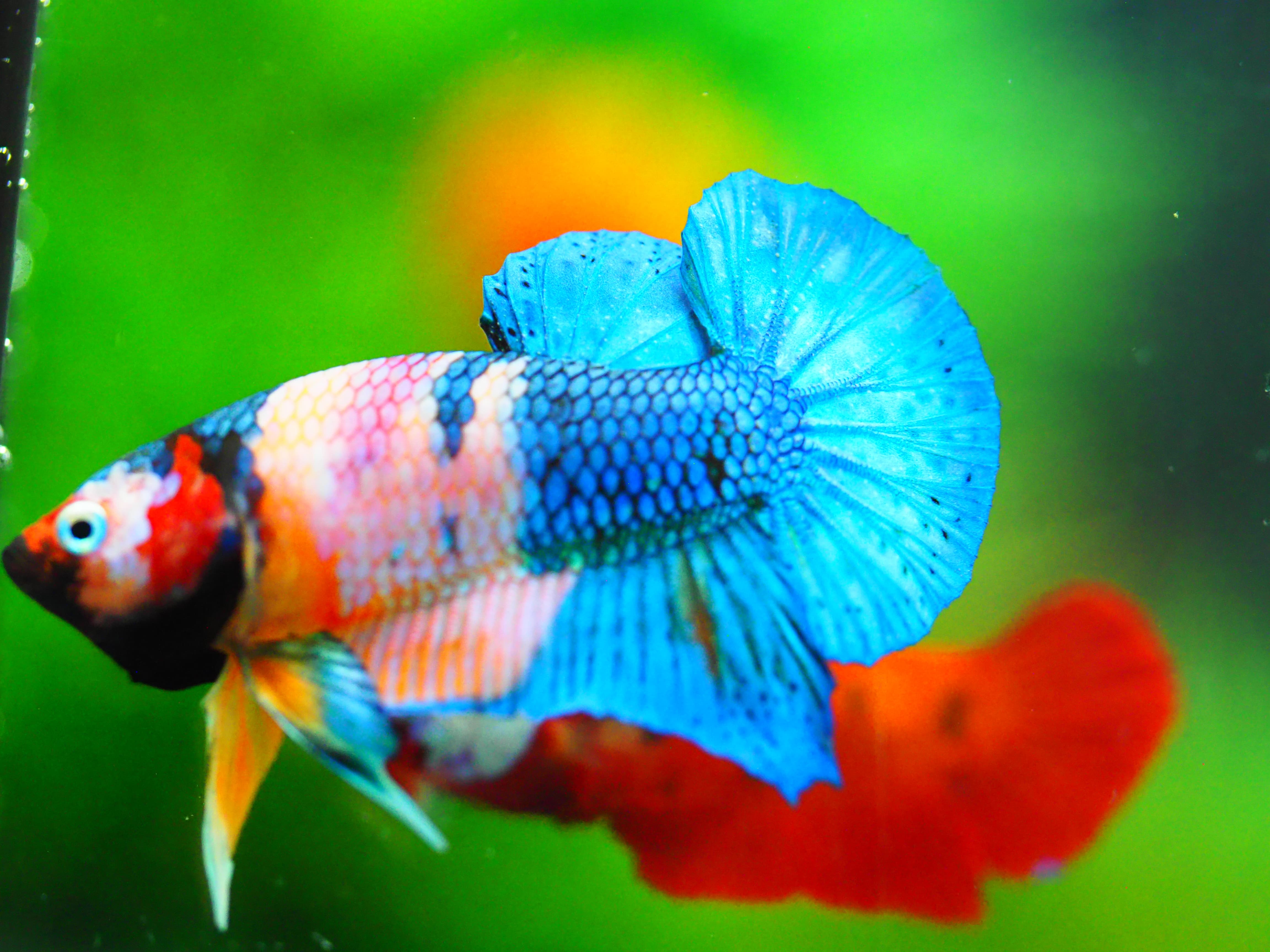 HMPK KOI GALAXY MALE GRADE A +++