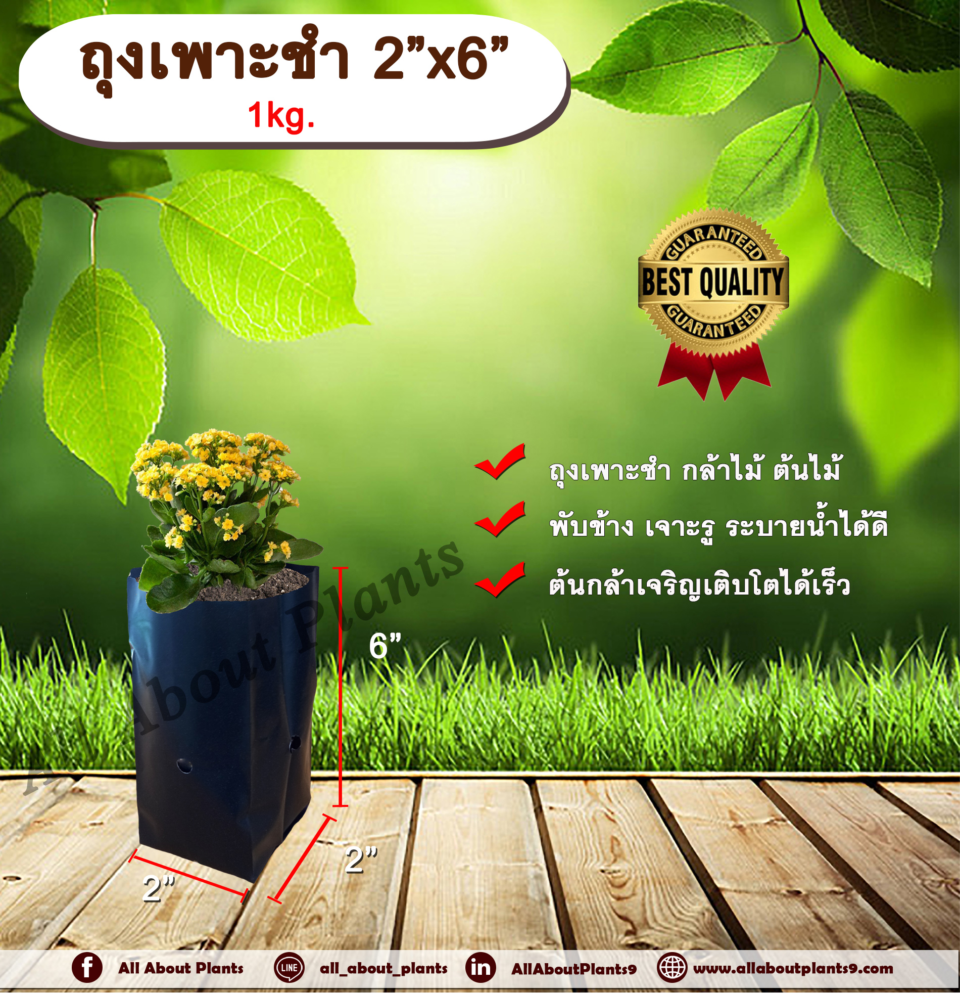ถุงเพาะชำ 2”x6” 1 kg. ถุงเพาะชำสีดำ ถุงเพาะชำกล้าไม้ ต้นไม้ ถุงดำ allaboutplants ชิ้น