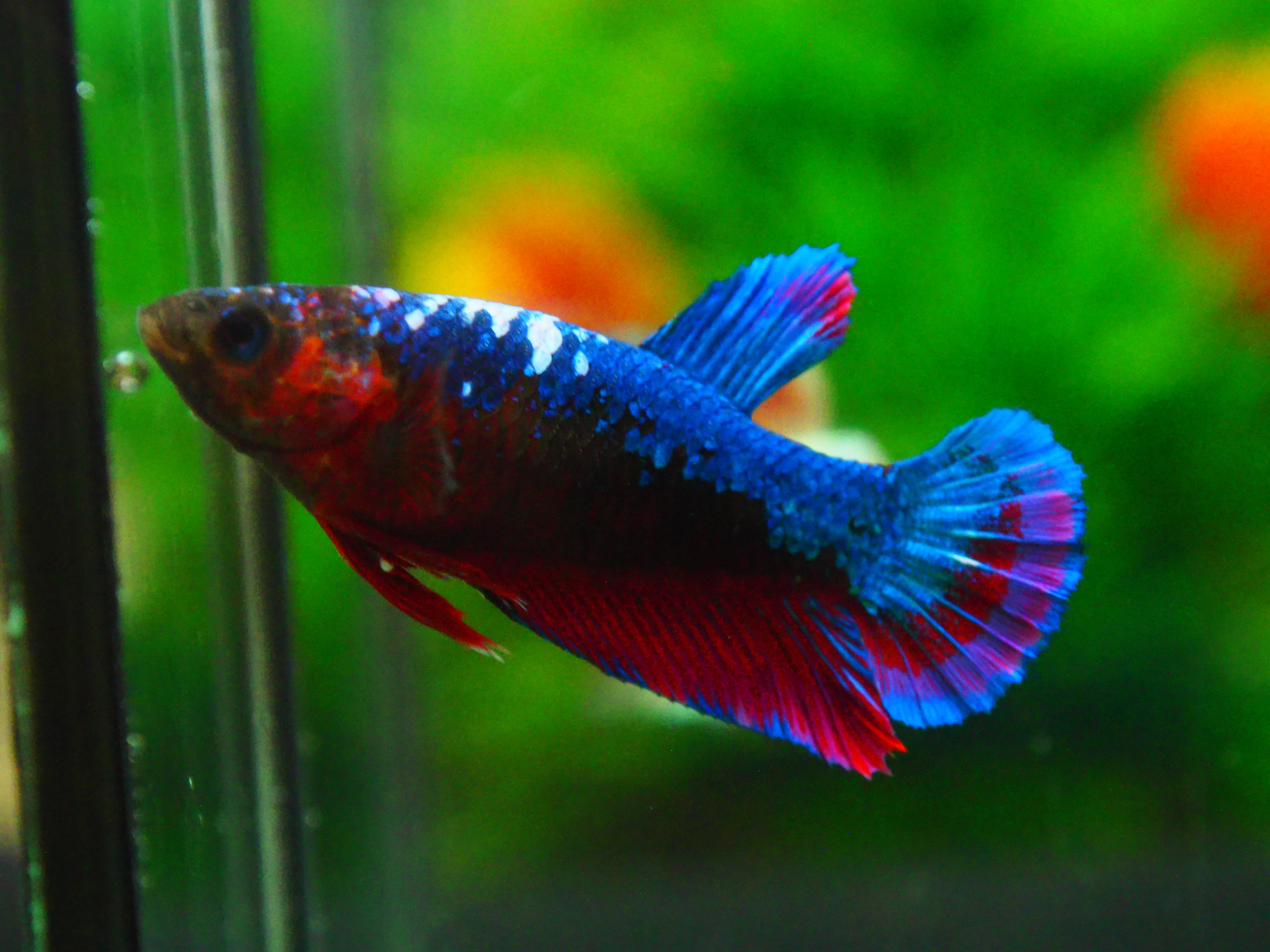 HMPK FANCY FN MALE GRADE A +++