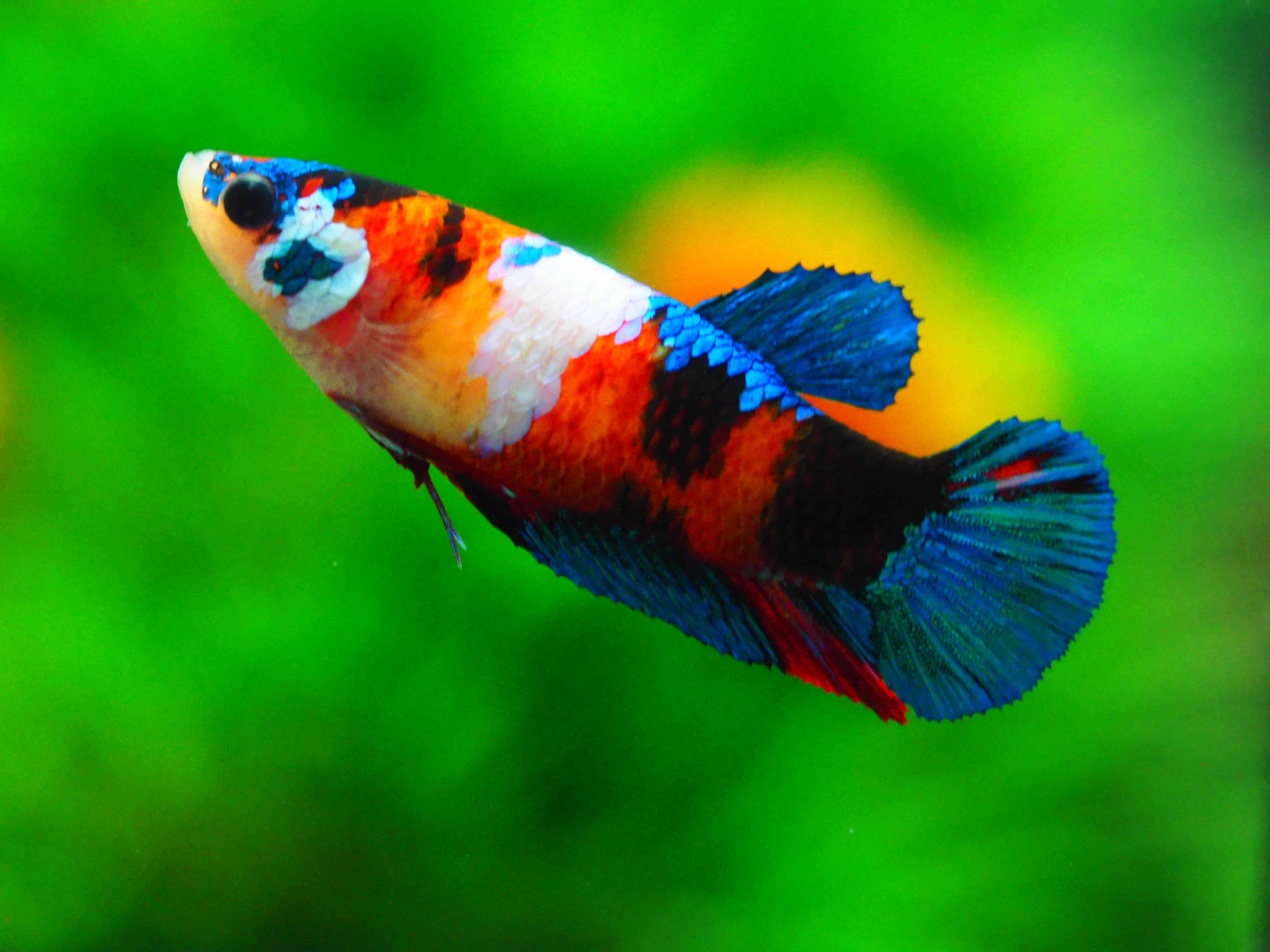 HMPK KOI GALAXY FN MALE GRADE A +++