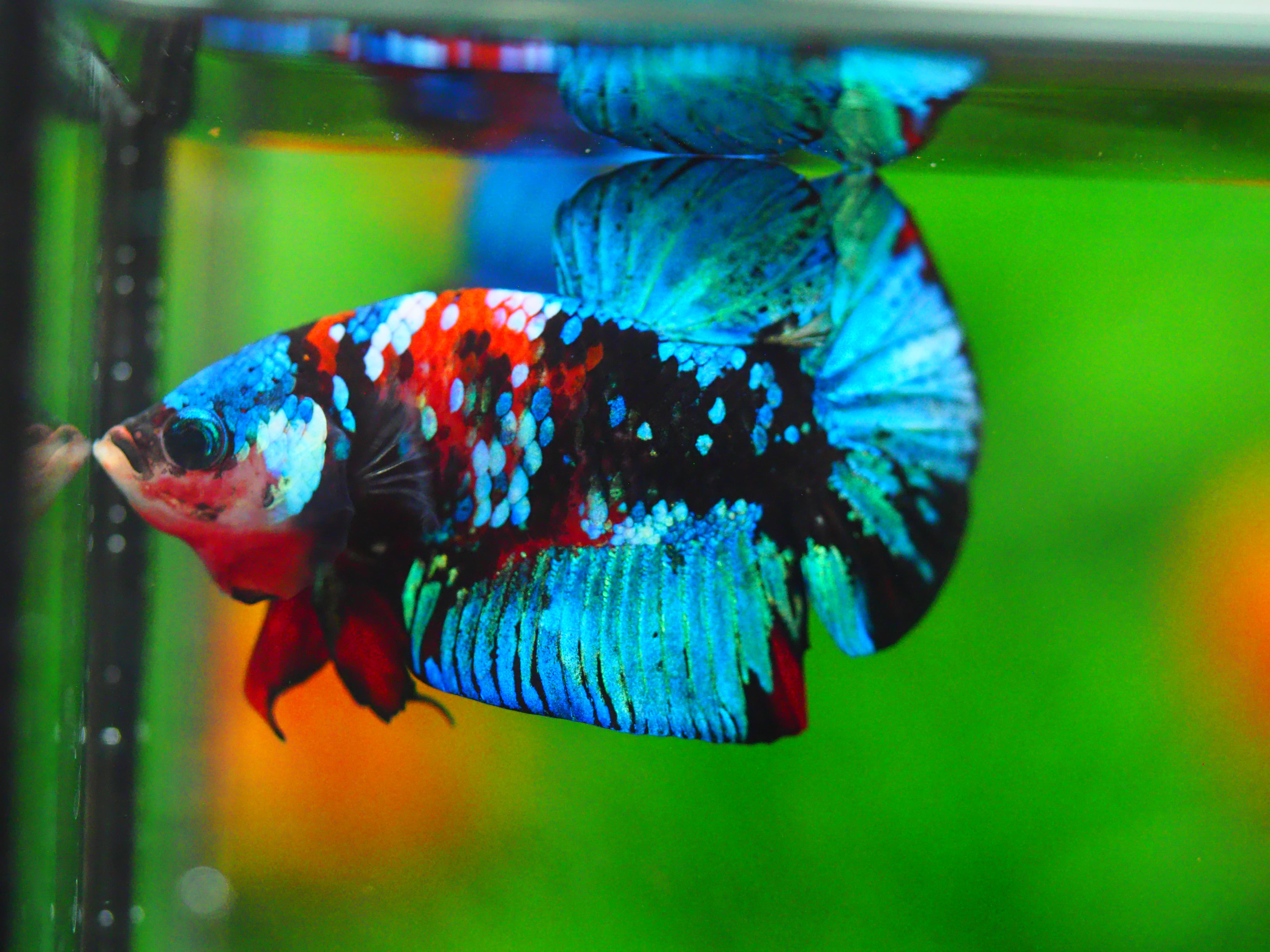 HMPK KOI GALAXY MALE GRADE A +++