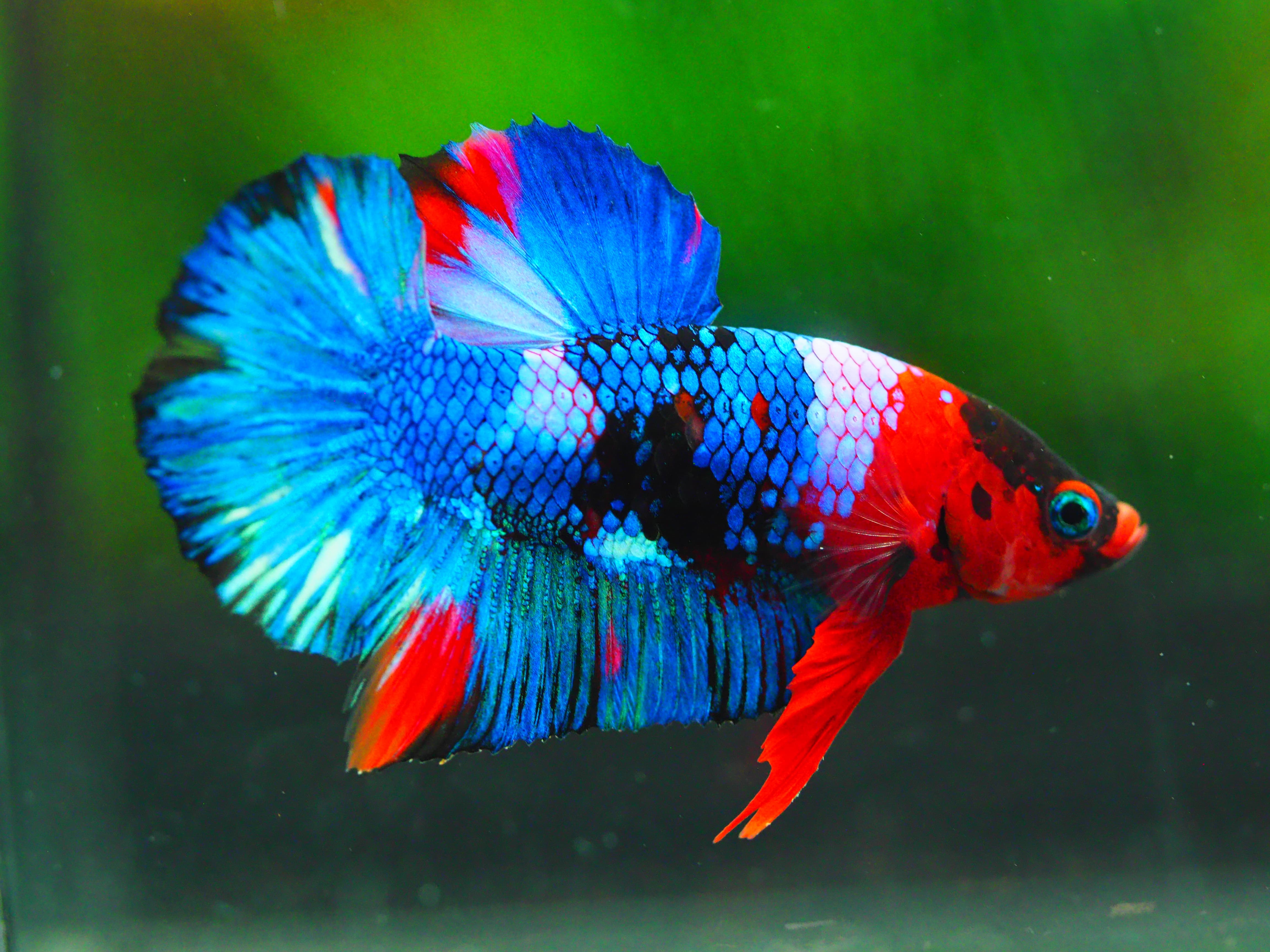 HMPK KOI GALAXY MALE GRADE A +++