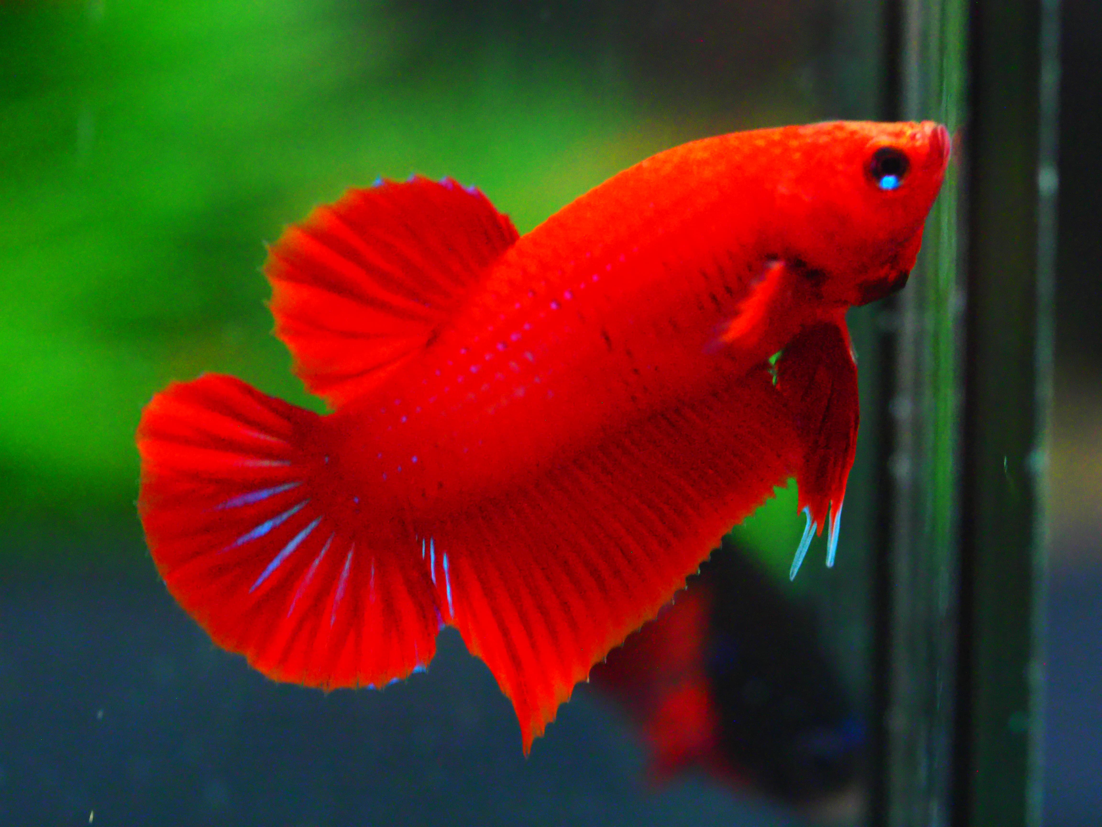 HMPK RED MALE GRADE A +++