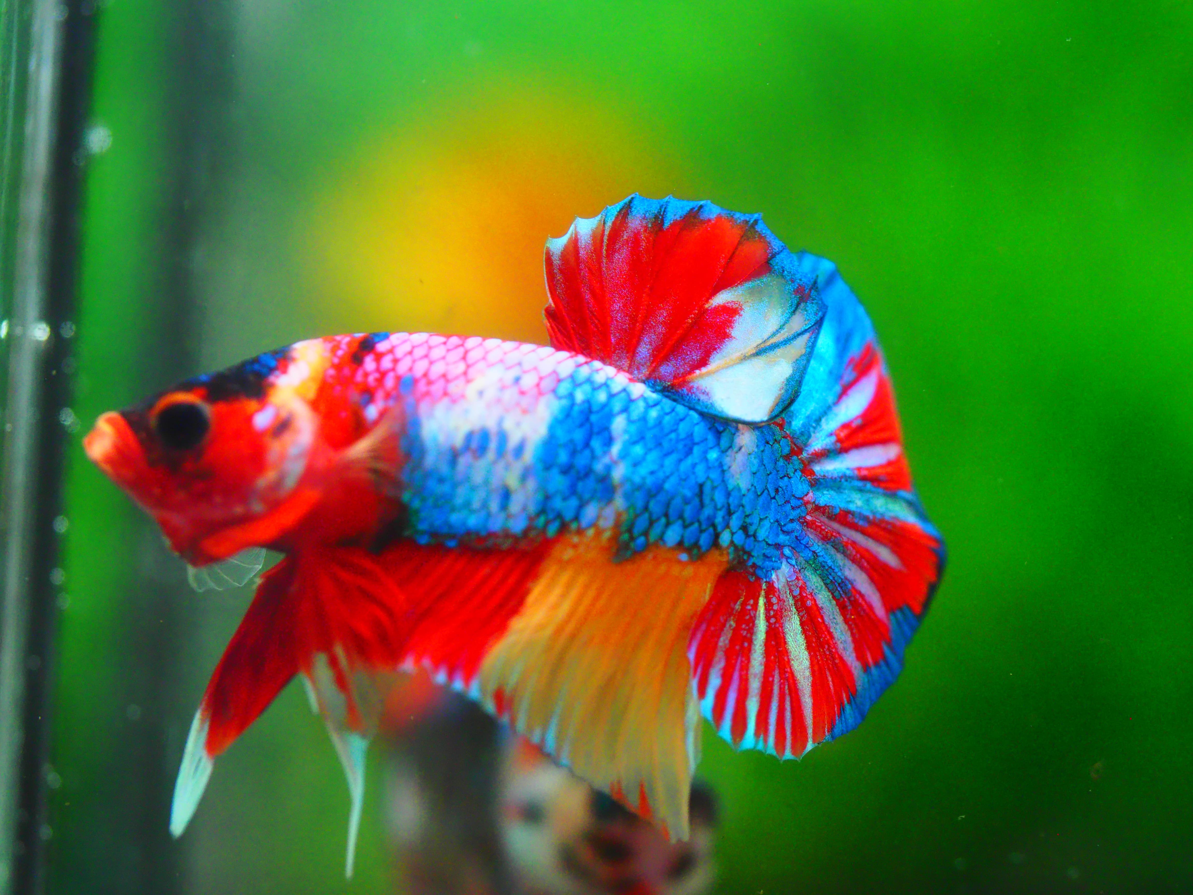 HMPK CANDY MALE GRADE A +++