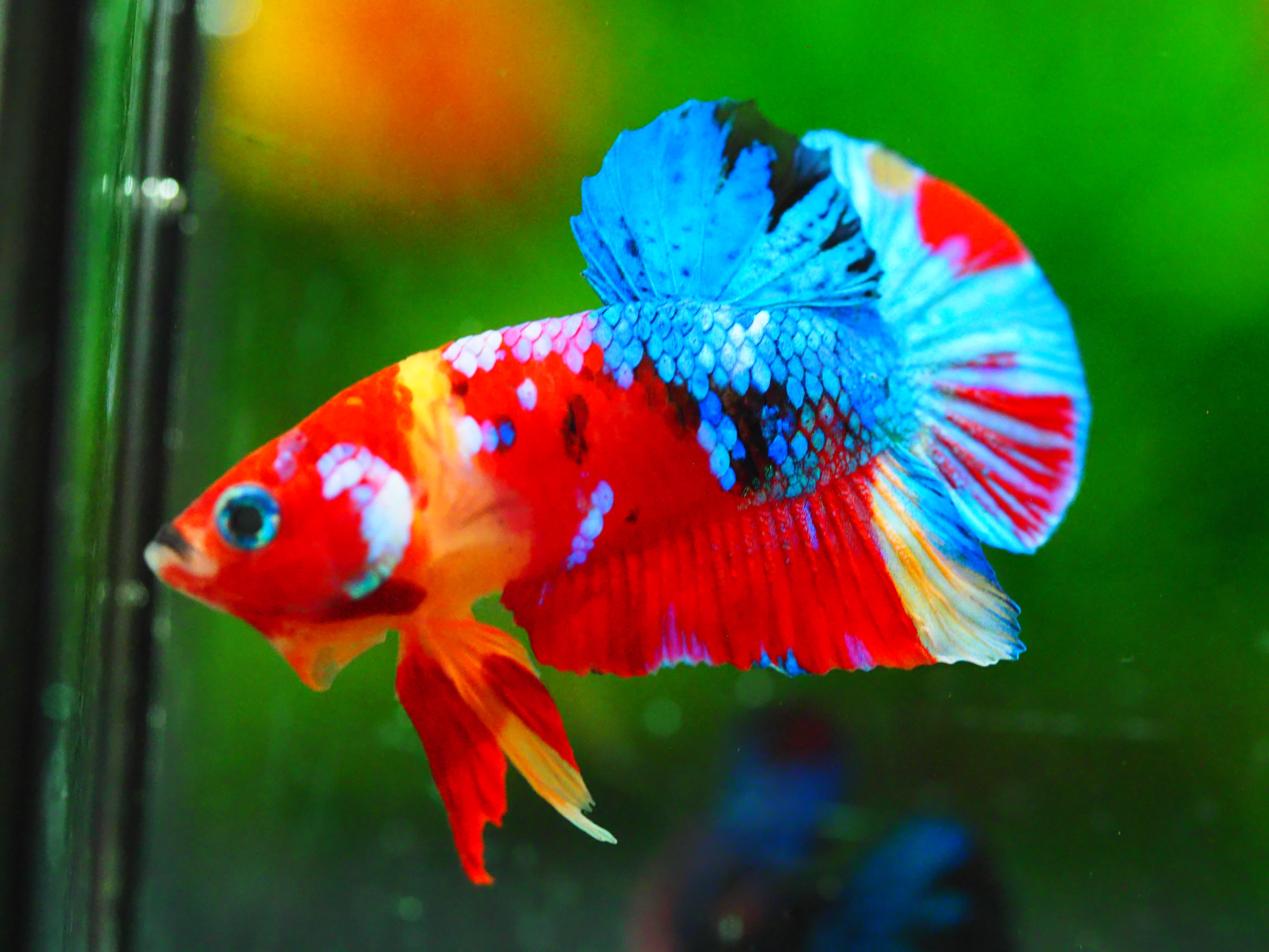 HMPK NEMO GALAXY MALE GRADE A +++