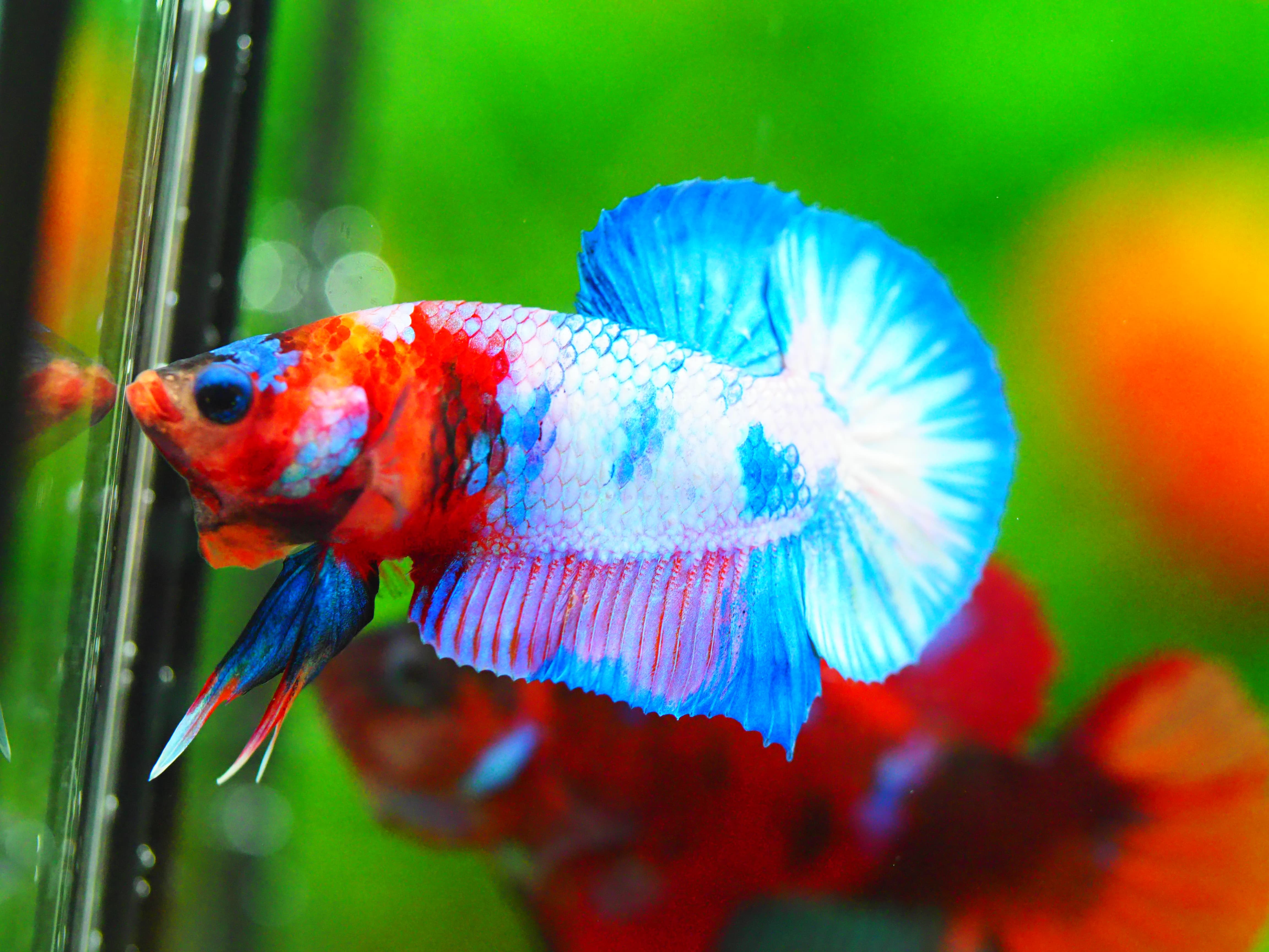 HMPK FANCY MALE GRADE A +++