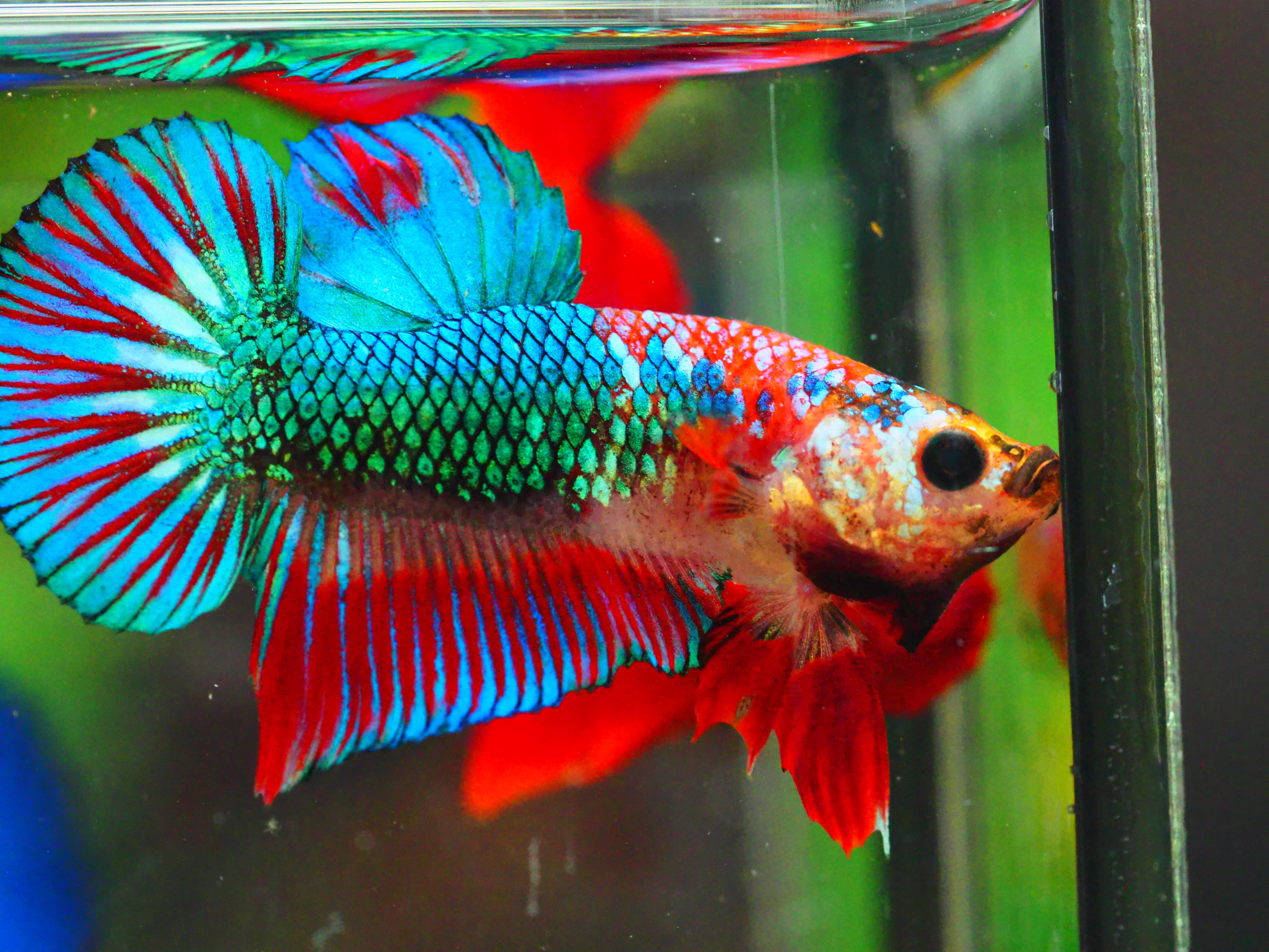 HMPK FANCY MALE GRADE A +++