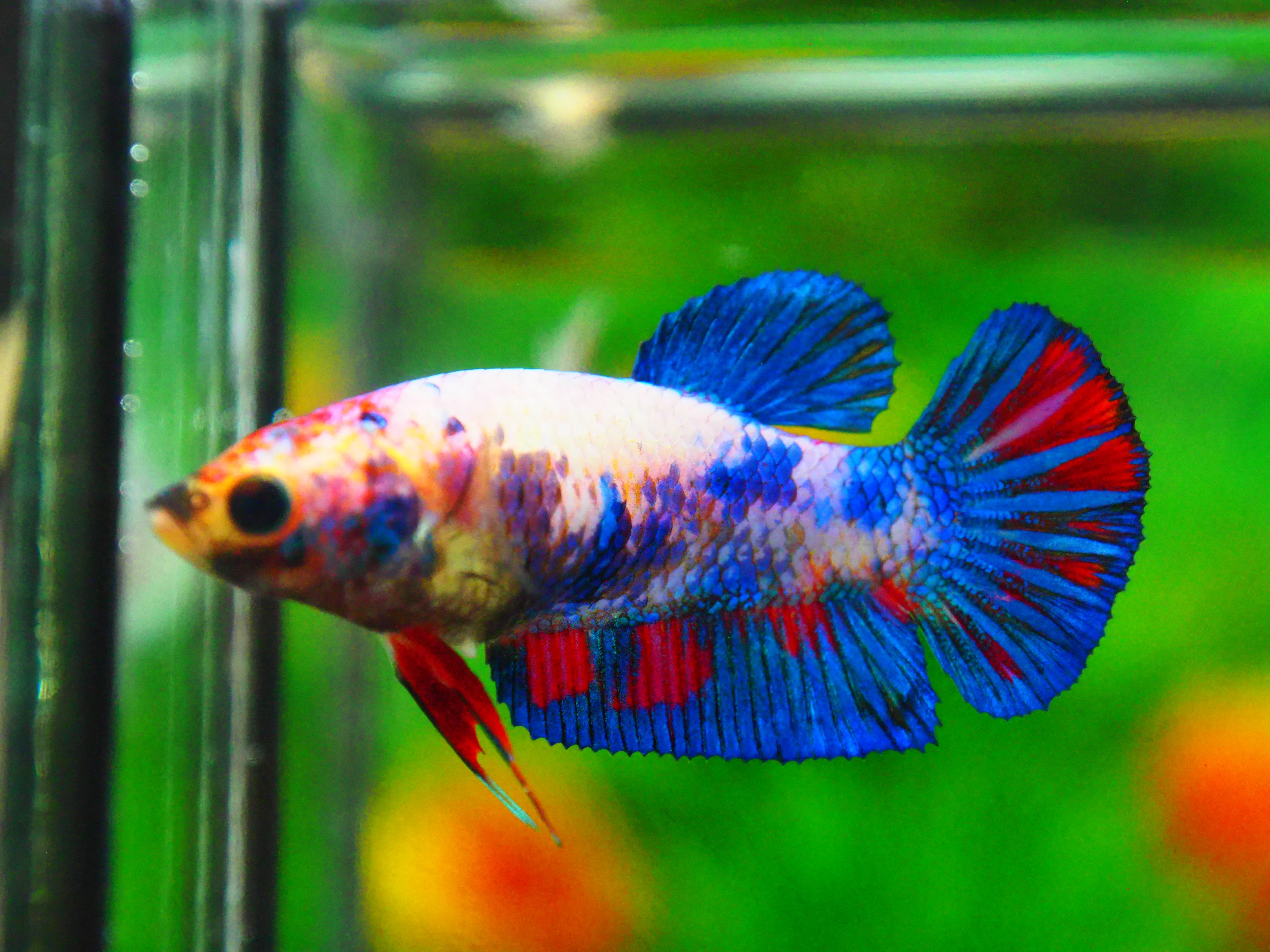 HMPK KOI GALAXY FN MALE GRADE A +++