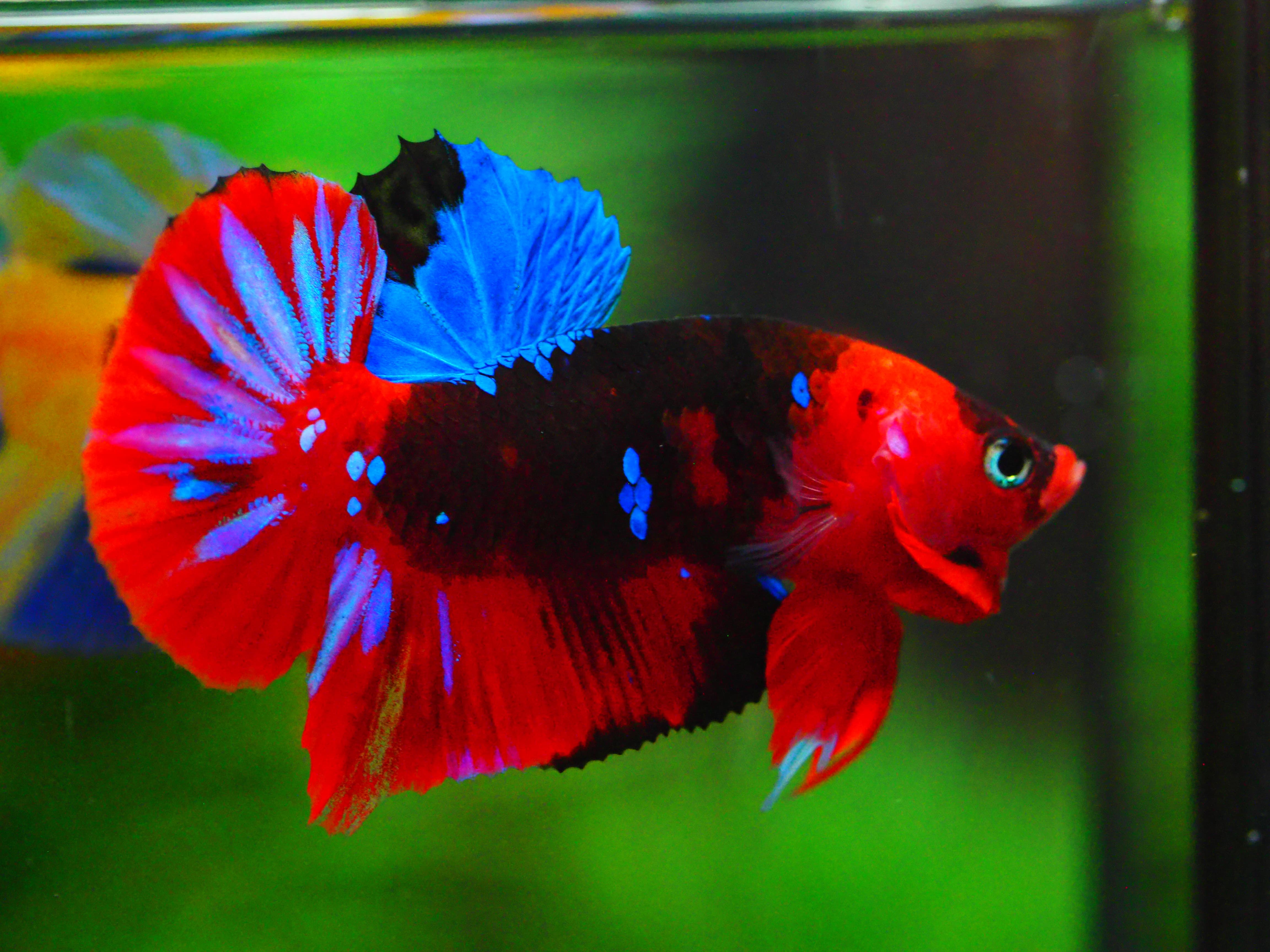 HMPK KOI GALAXY MALE GRADE A +++