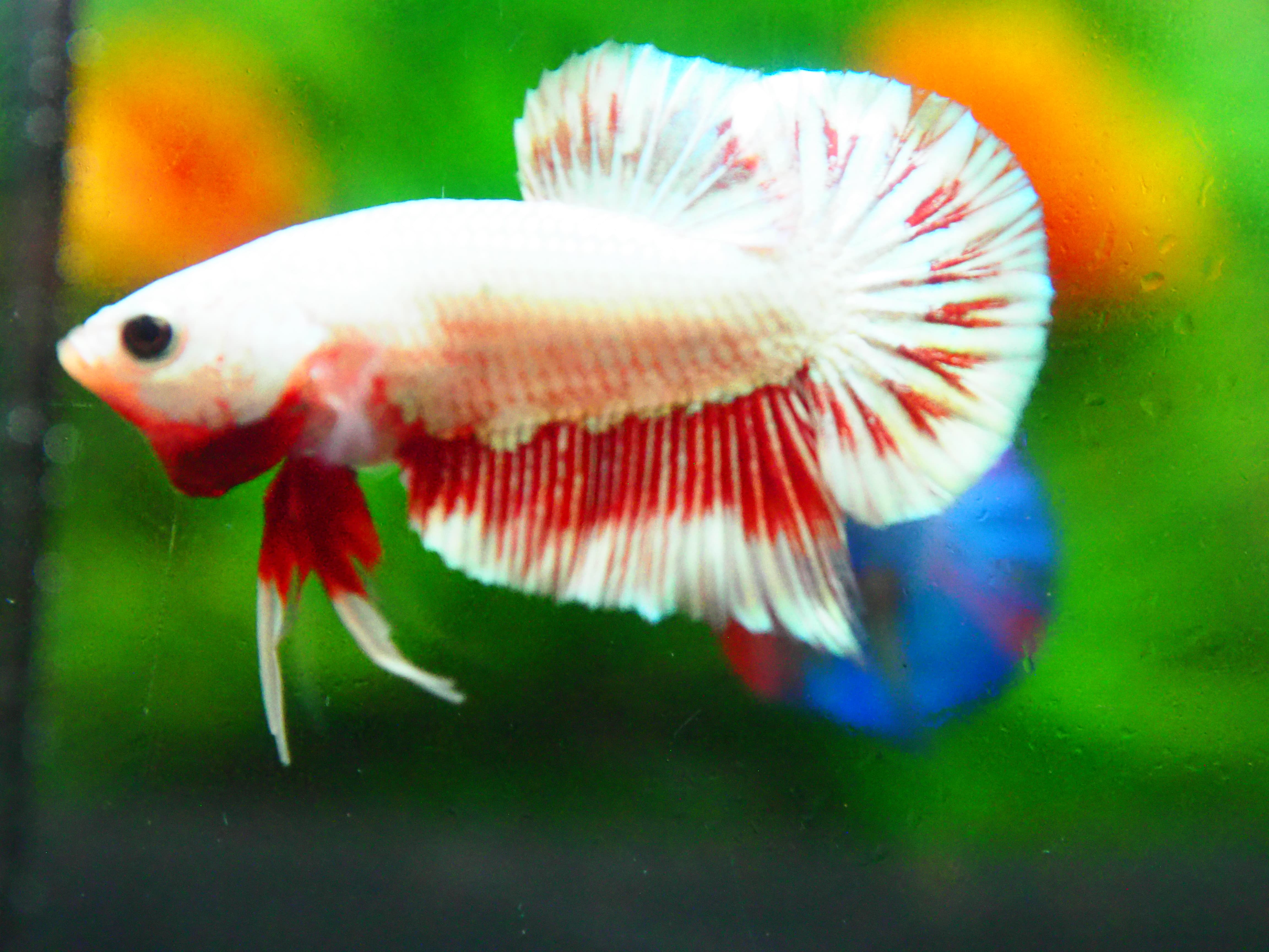 HMPK COPPER FANCY MALE GRADE A +++