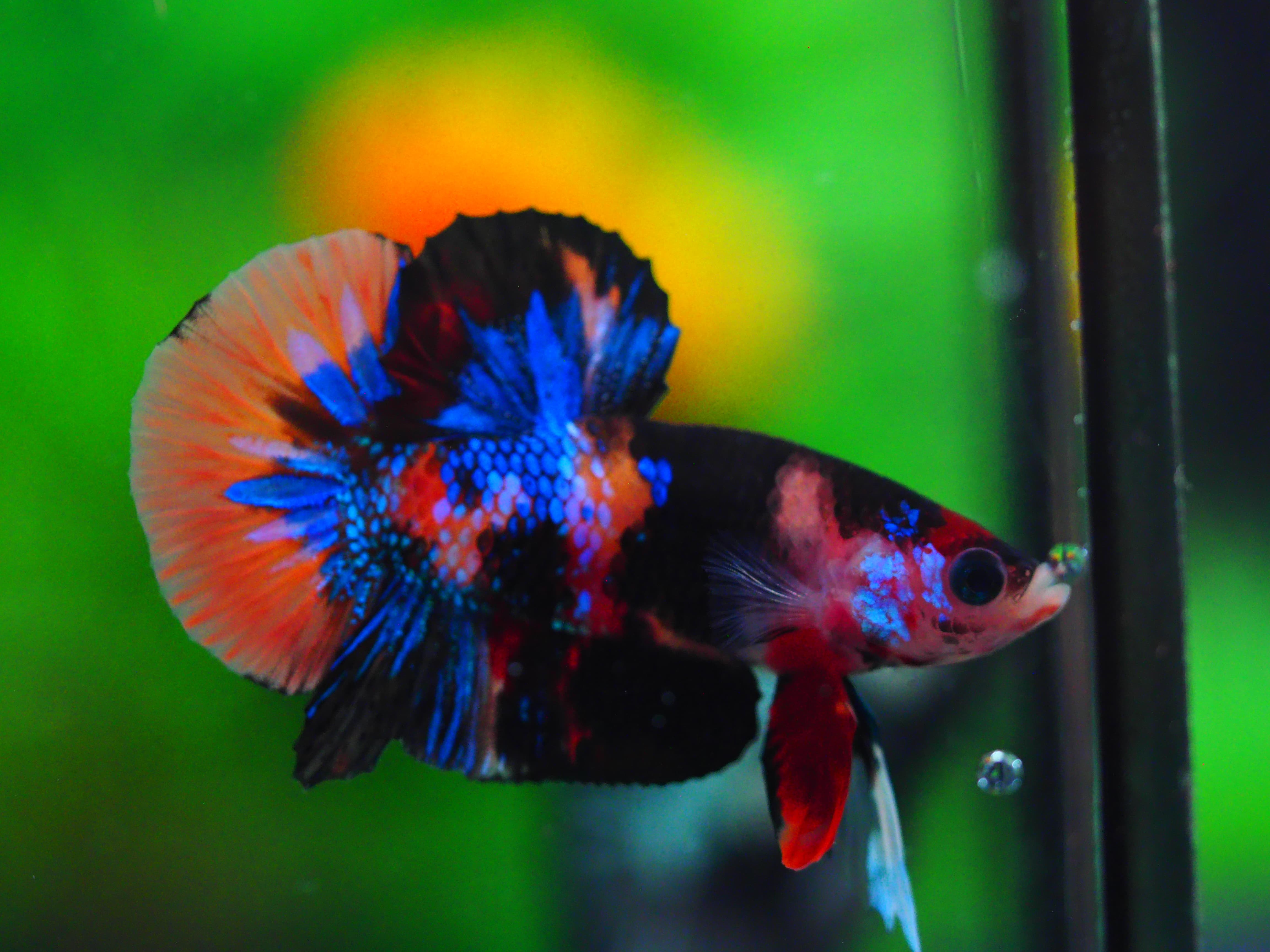 HMPK NEMO GALAXY MALE GRADE A++
