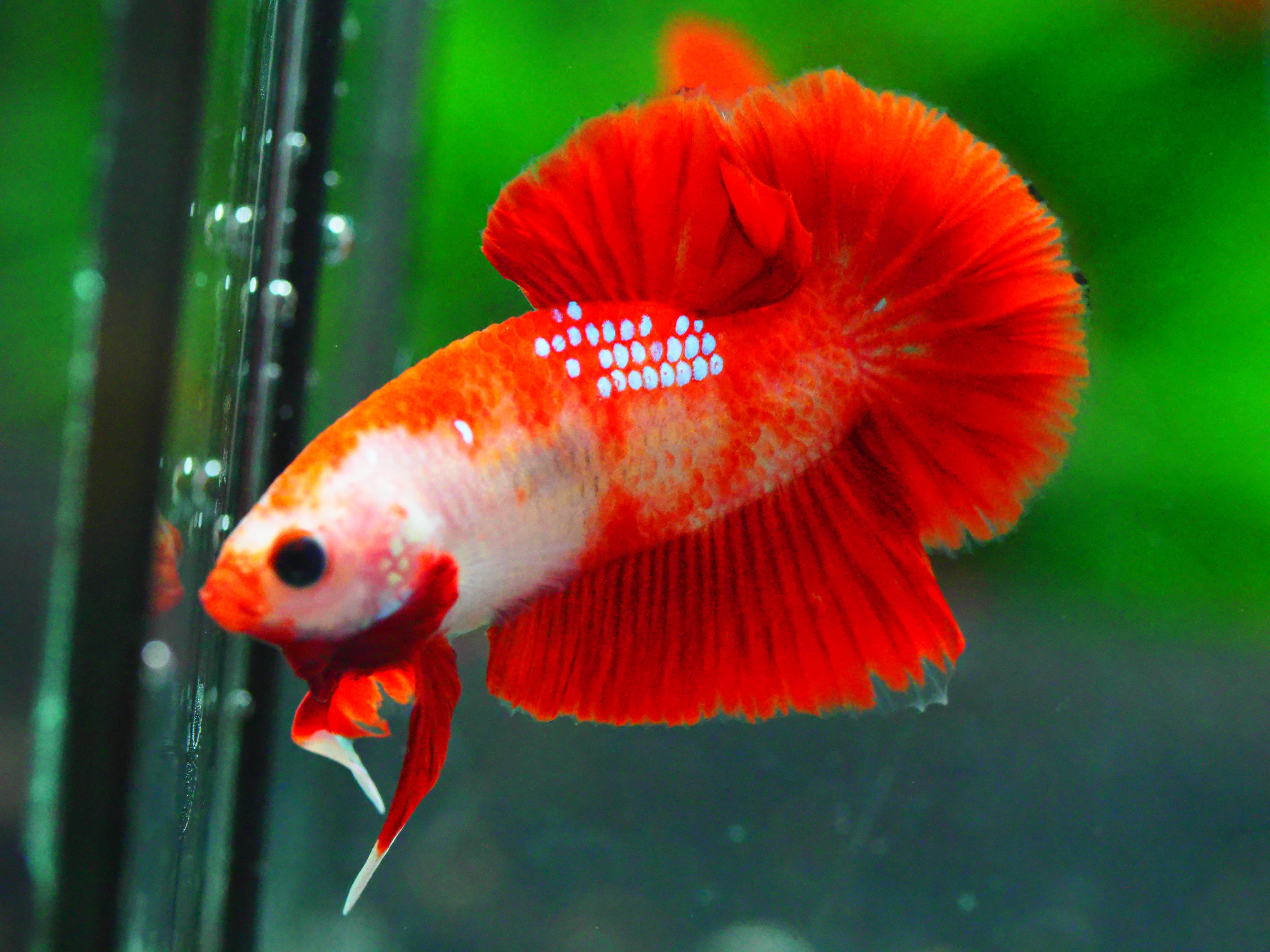 HMPK FANCY MALE GRADE A +++