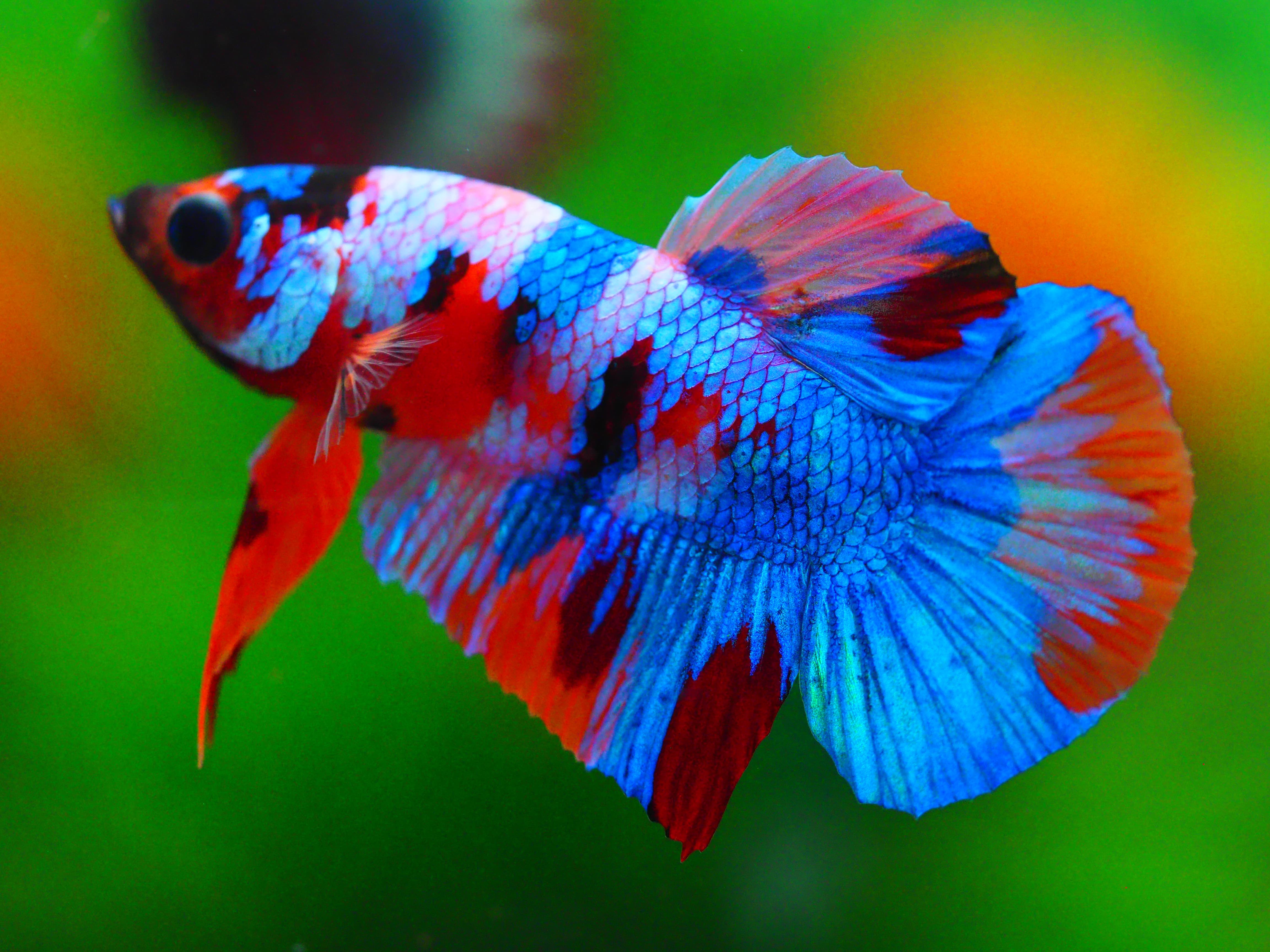 HMPK KOI GALAXY MALE GRADE A +++