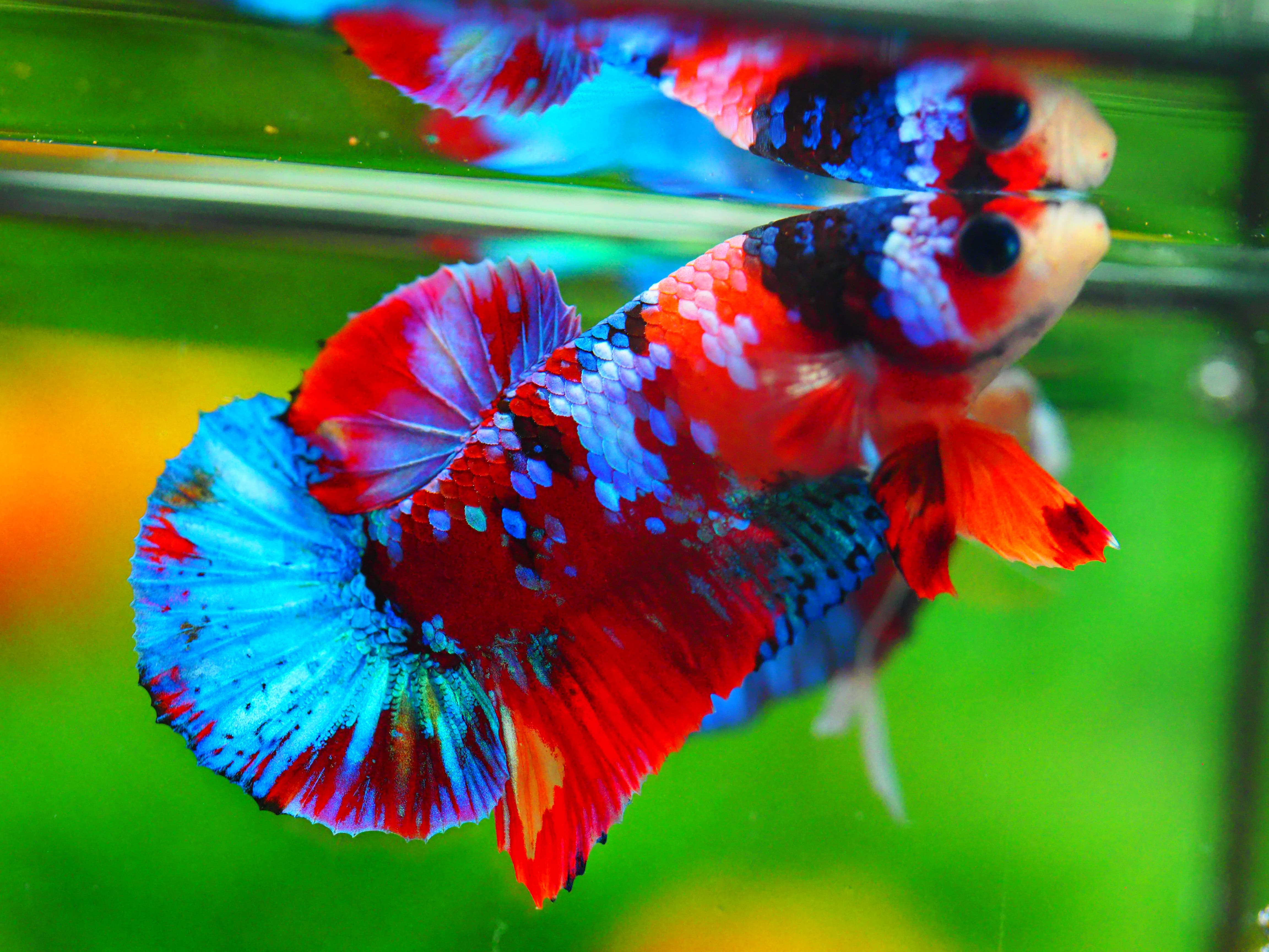 HMPK KOI GALAXY MALE GRADE A +++