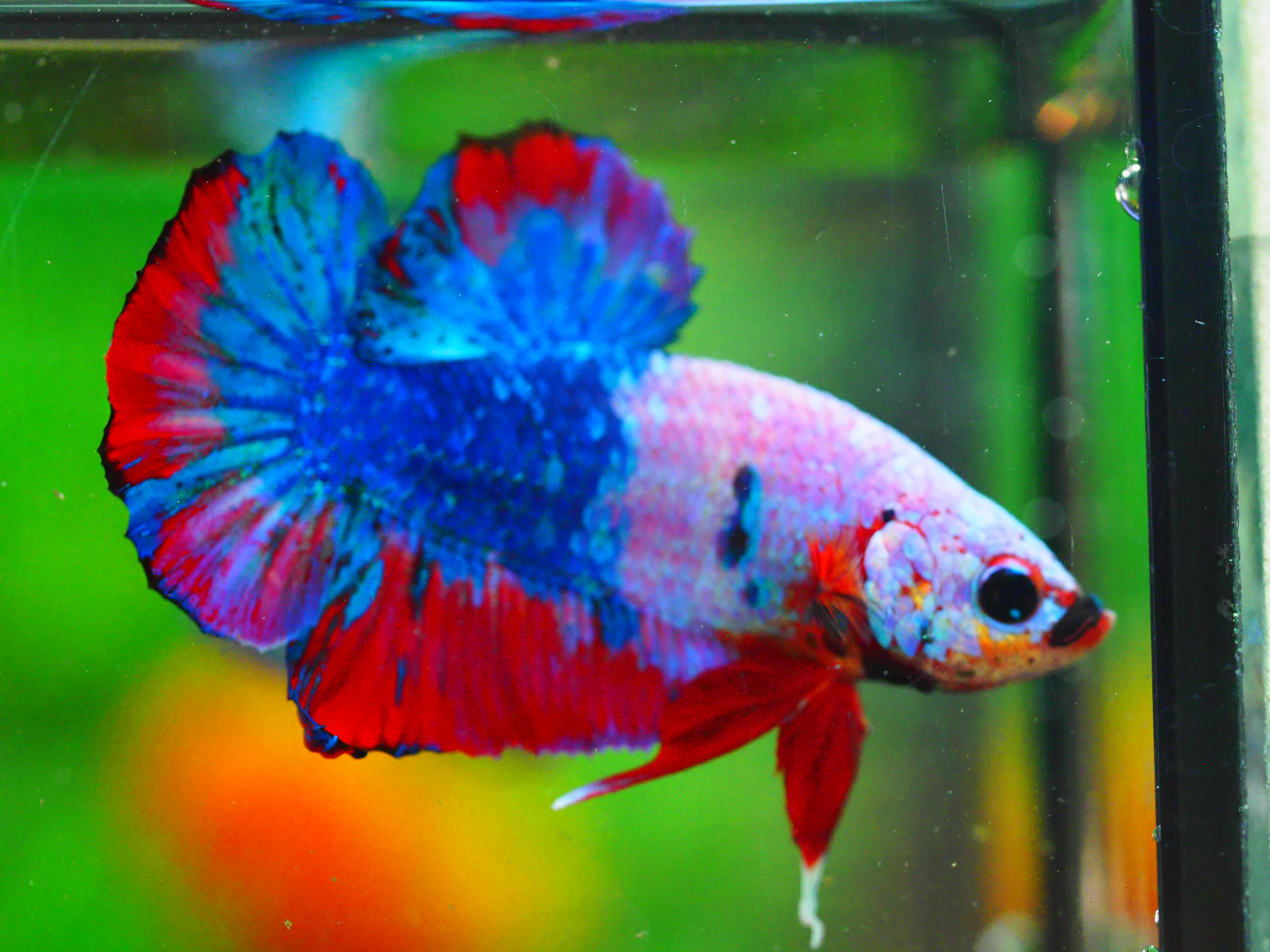 HMPK KOI FANCY MALE GRADE A +++