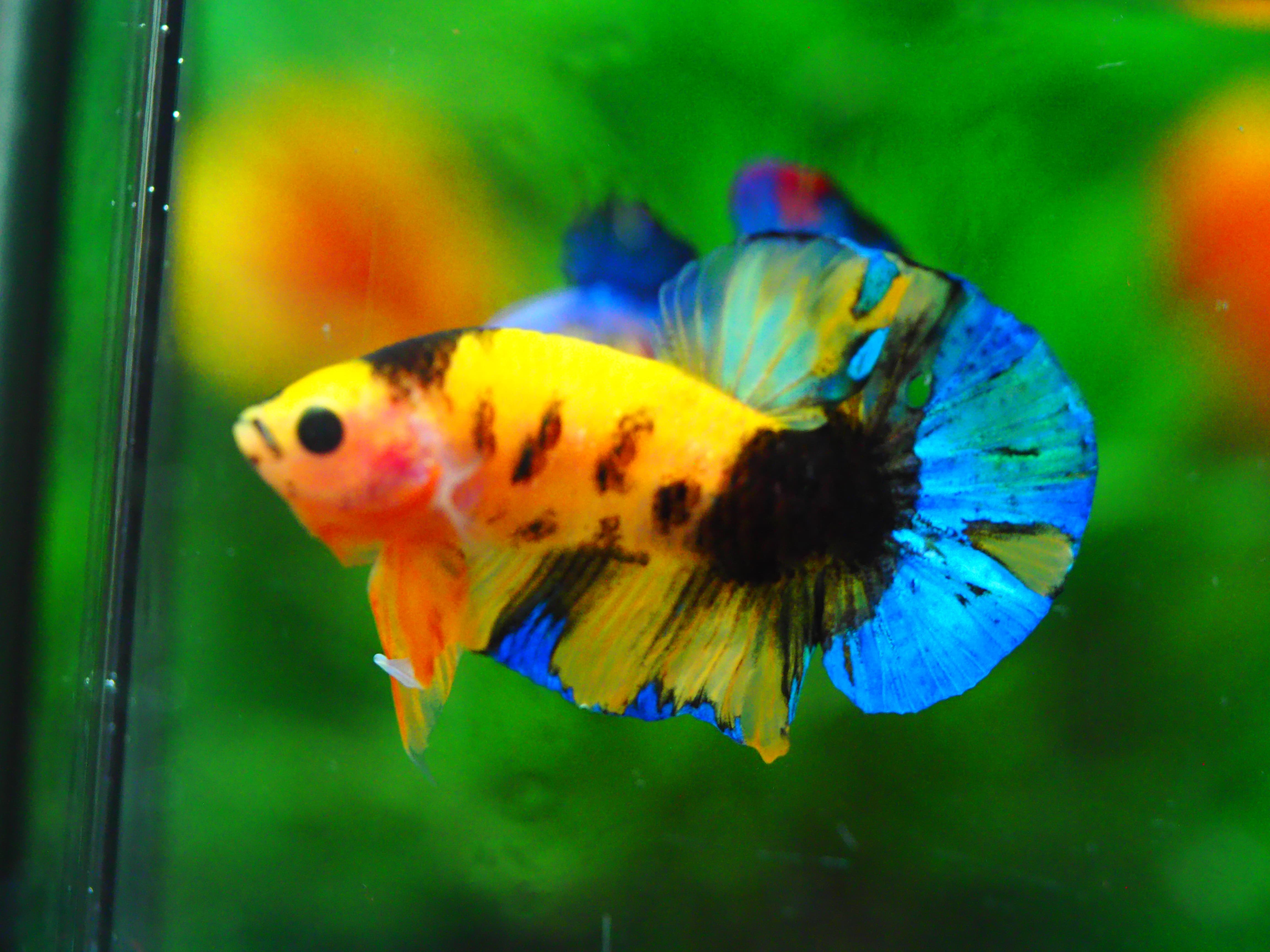 HMPK KOI GALAXY MALE GRADE A +++