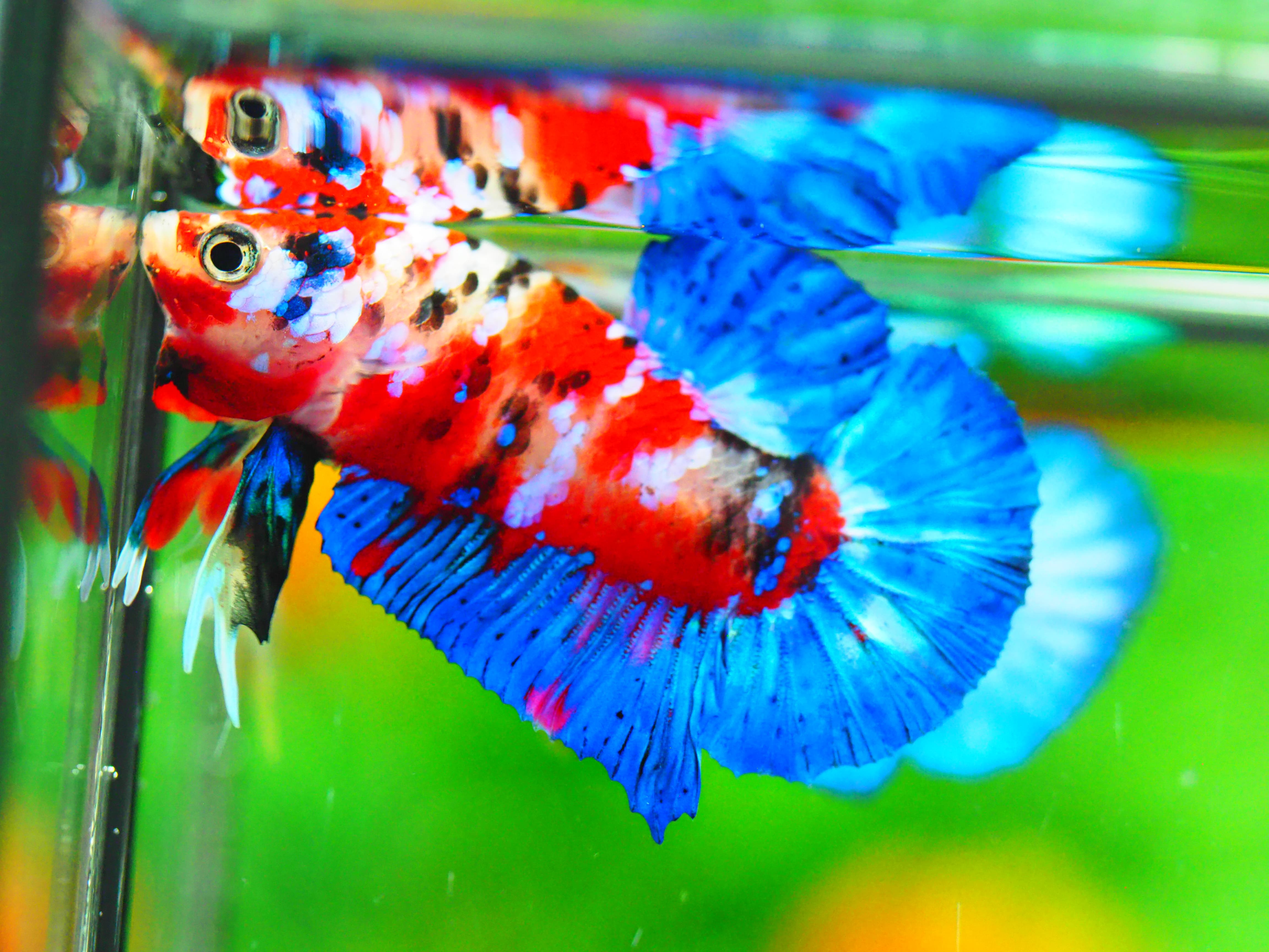 HMPK KOI GALAXY MALE GRADE A +++