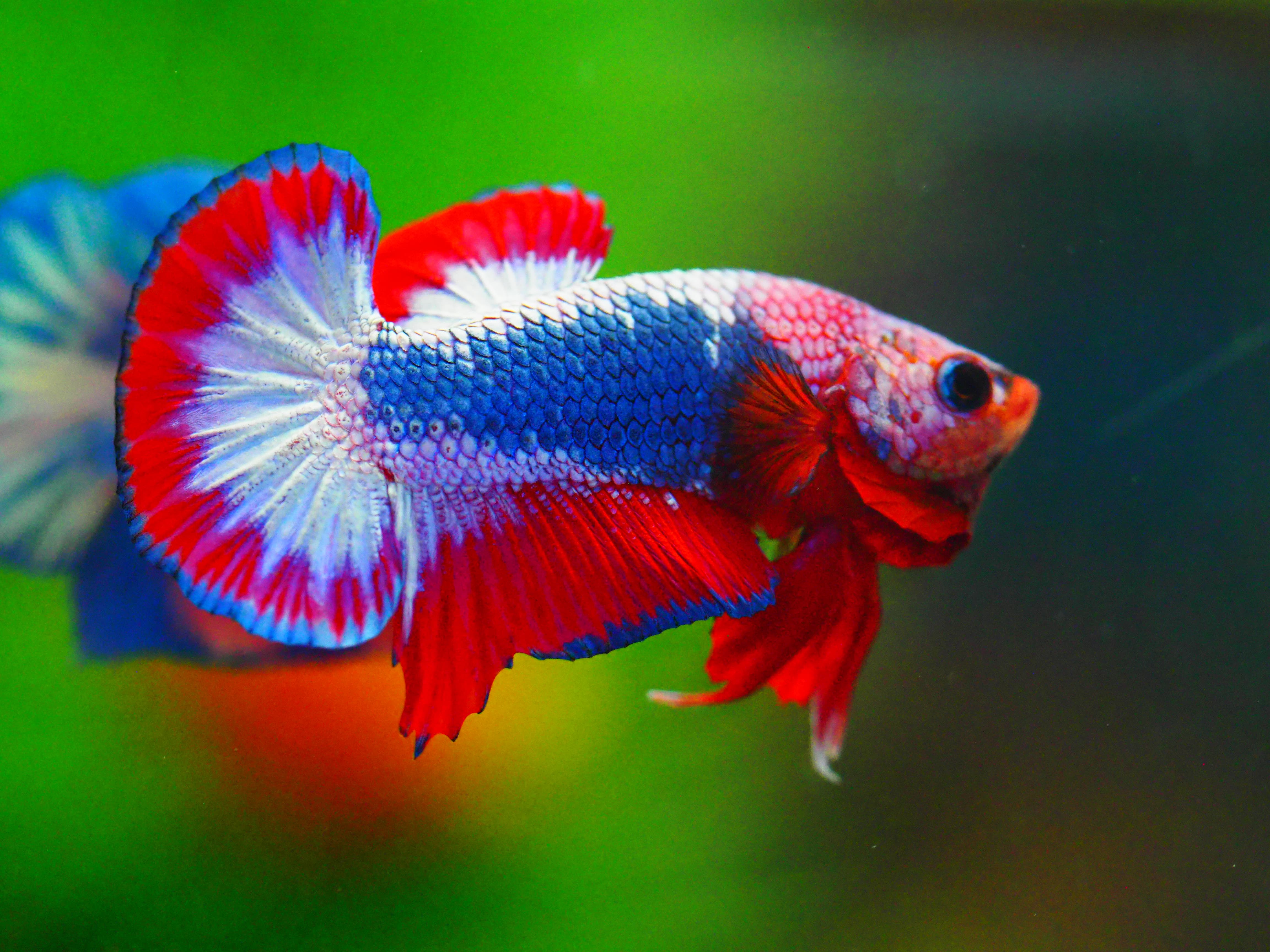 HMPK FANCY MALE GRADE A +++