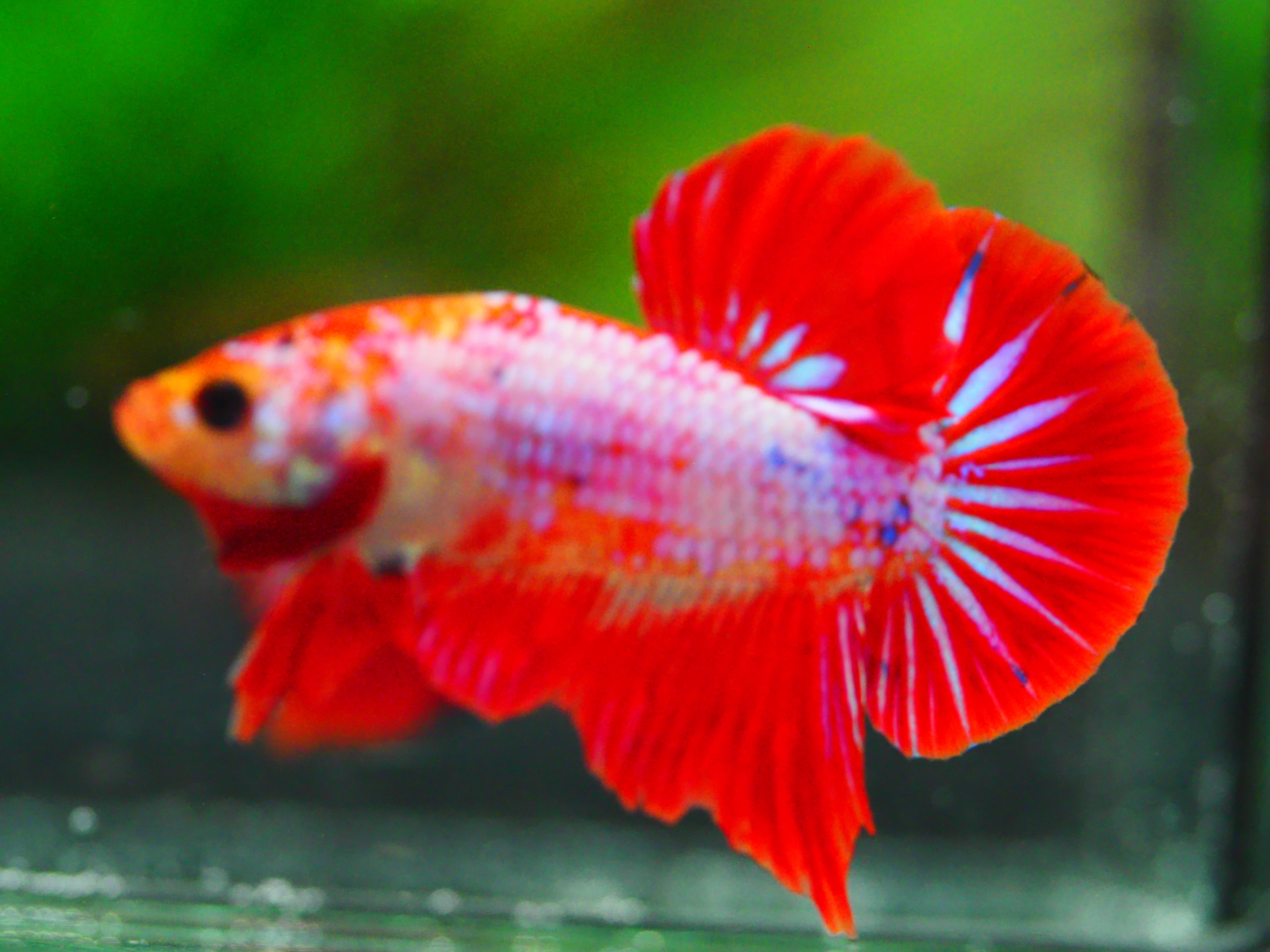 HMPK FANCY MALE GRADE A +++