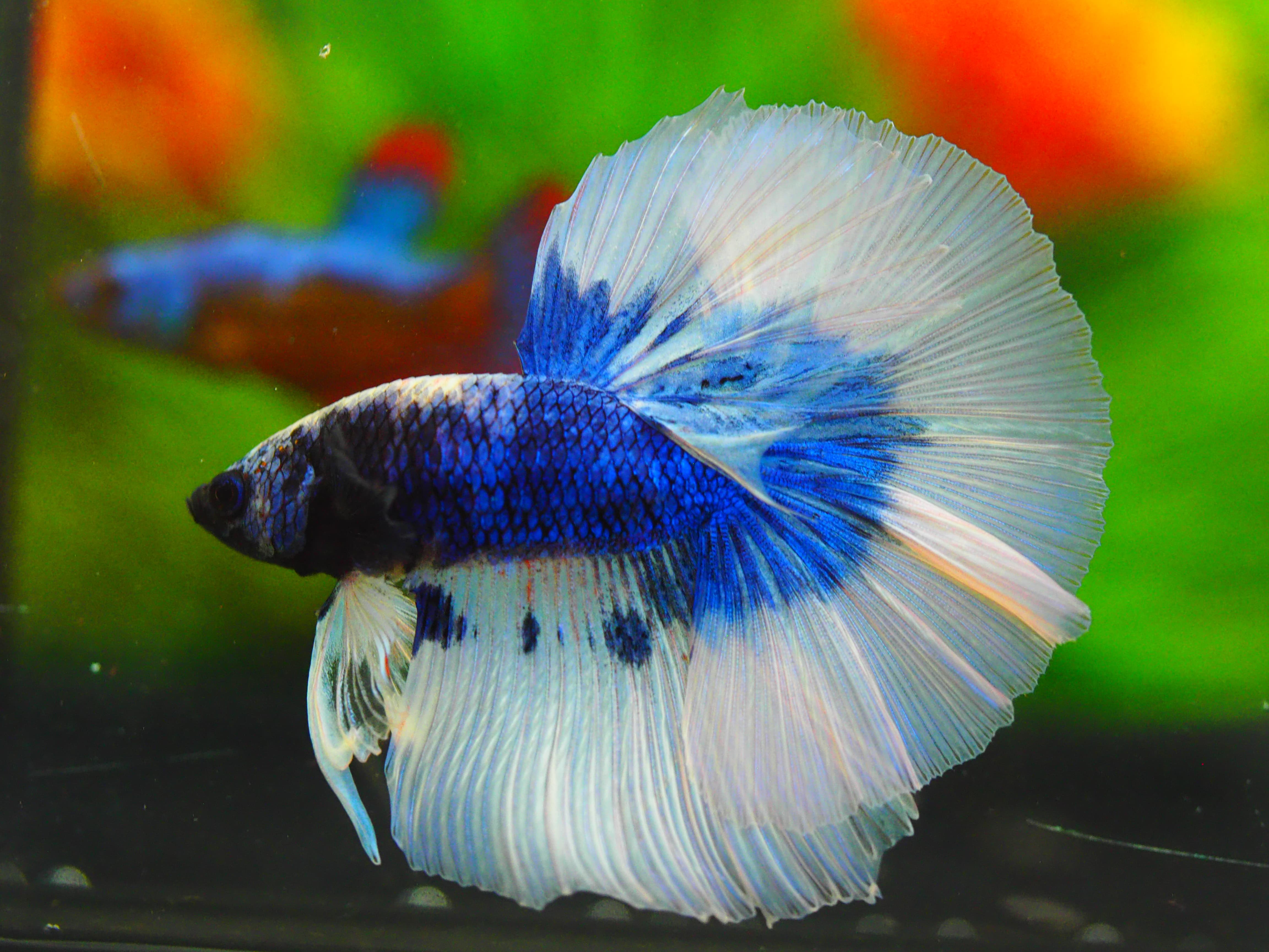 HM FANCY MALE GRADE A++