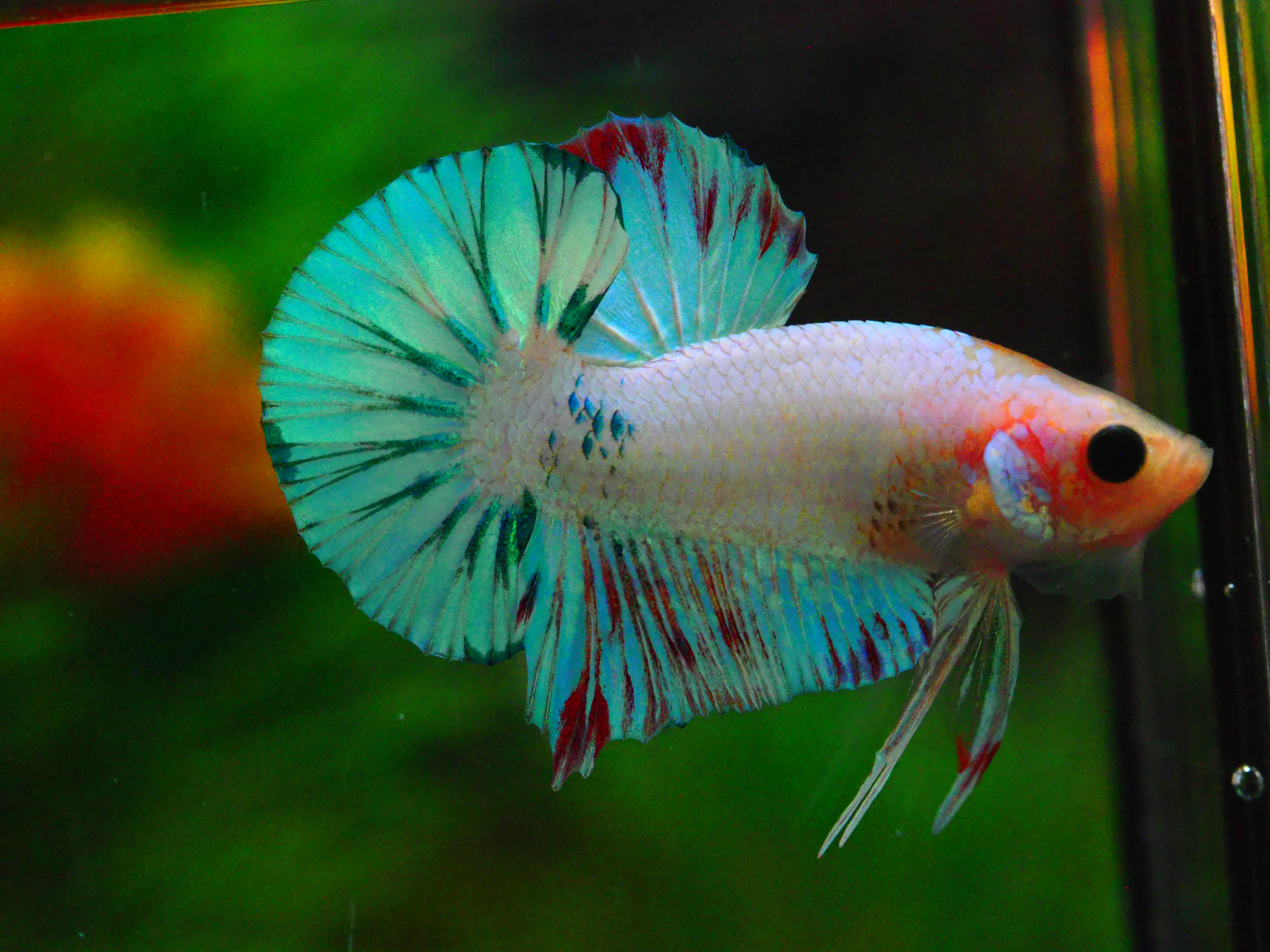 HMPK FANCY MALE GRADE A +++