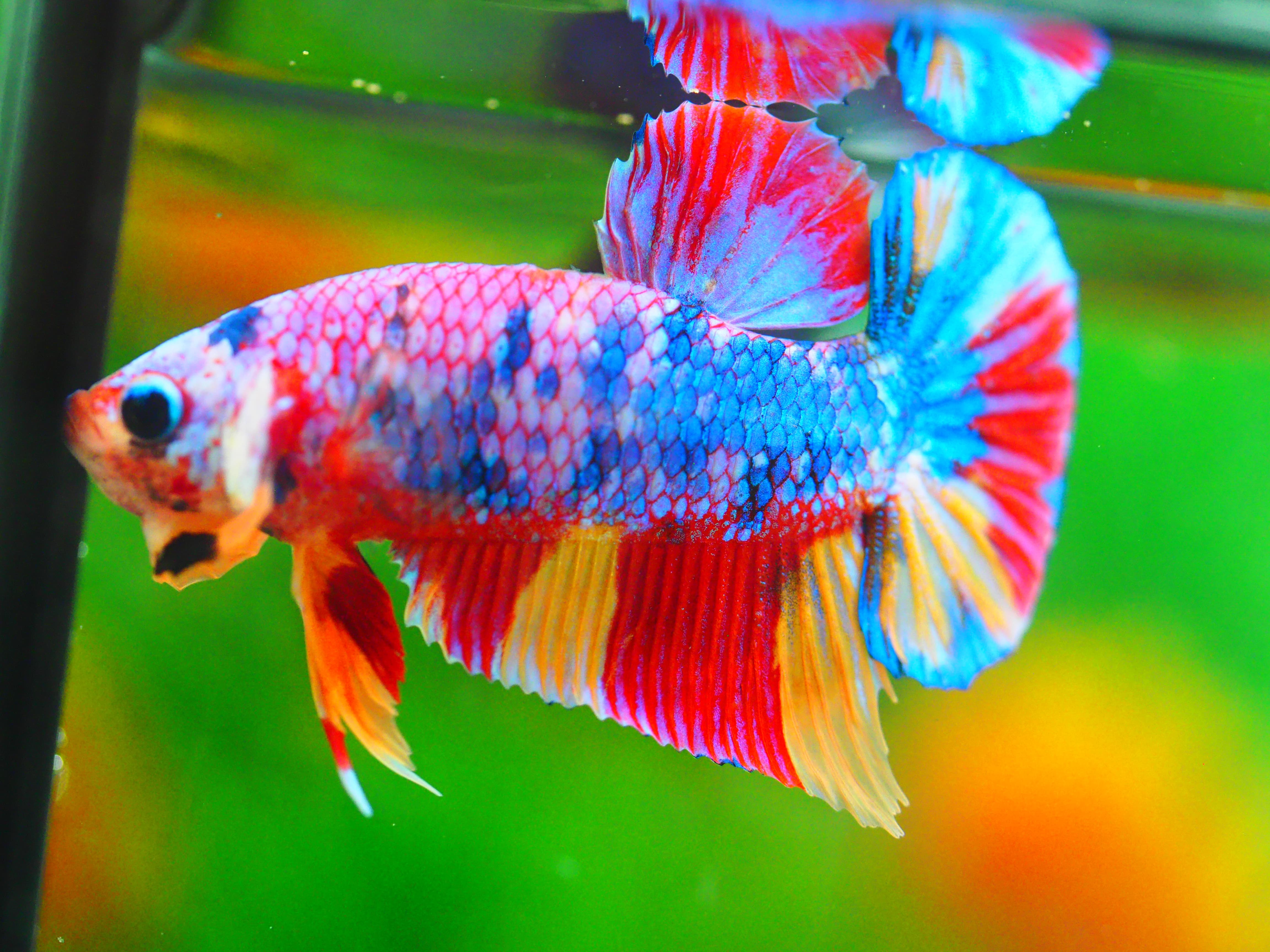 HMPK CANDY MALE GRADE A +++