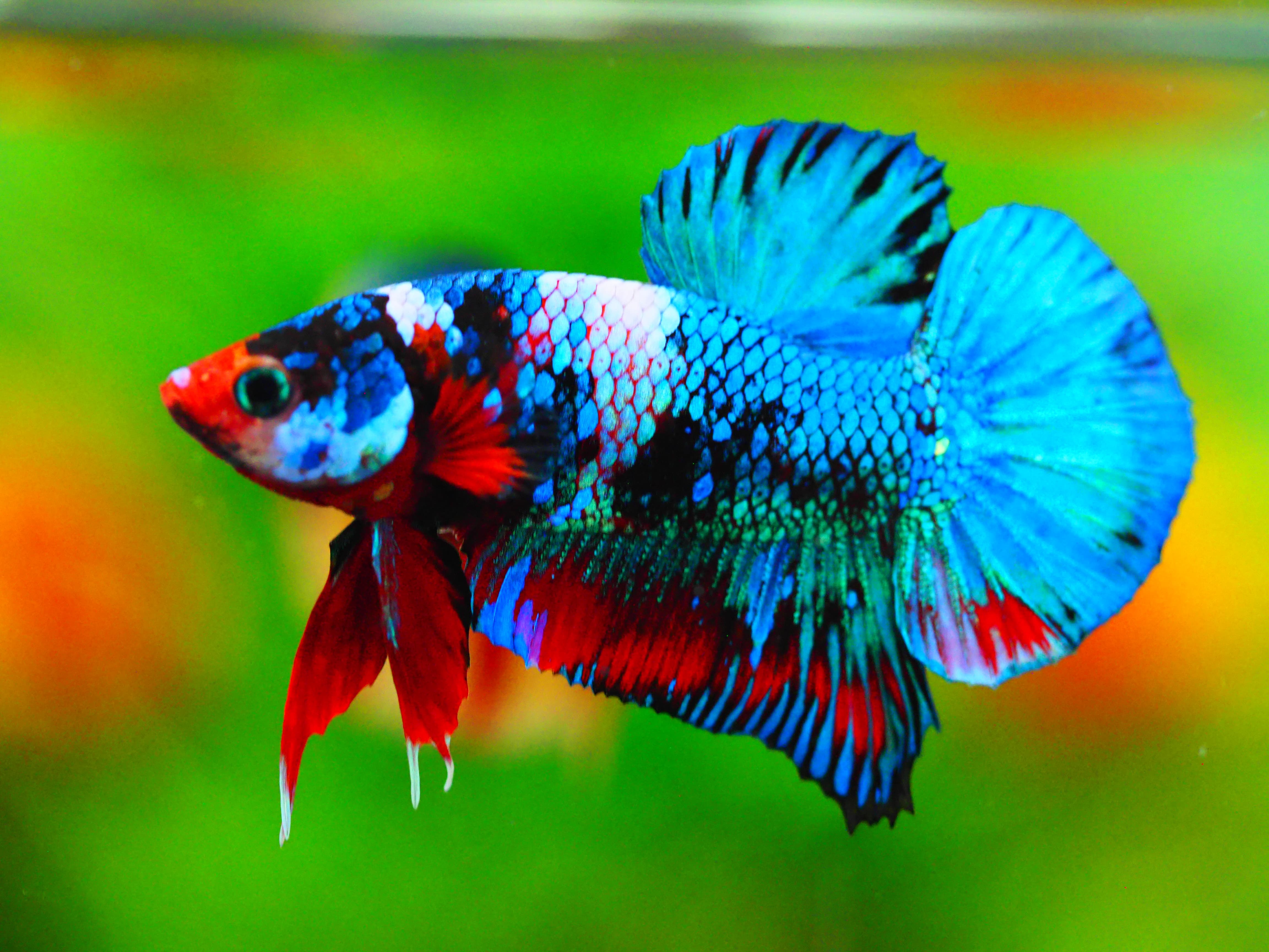 HMPK KOI GALAXY MALE GRADE A +++