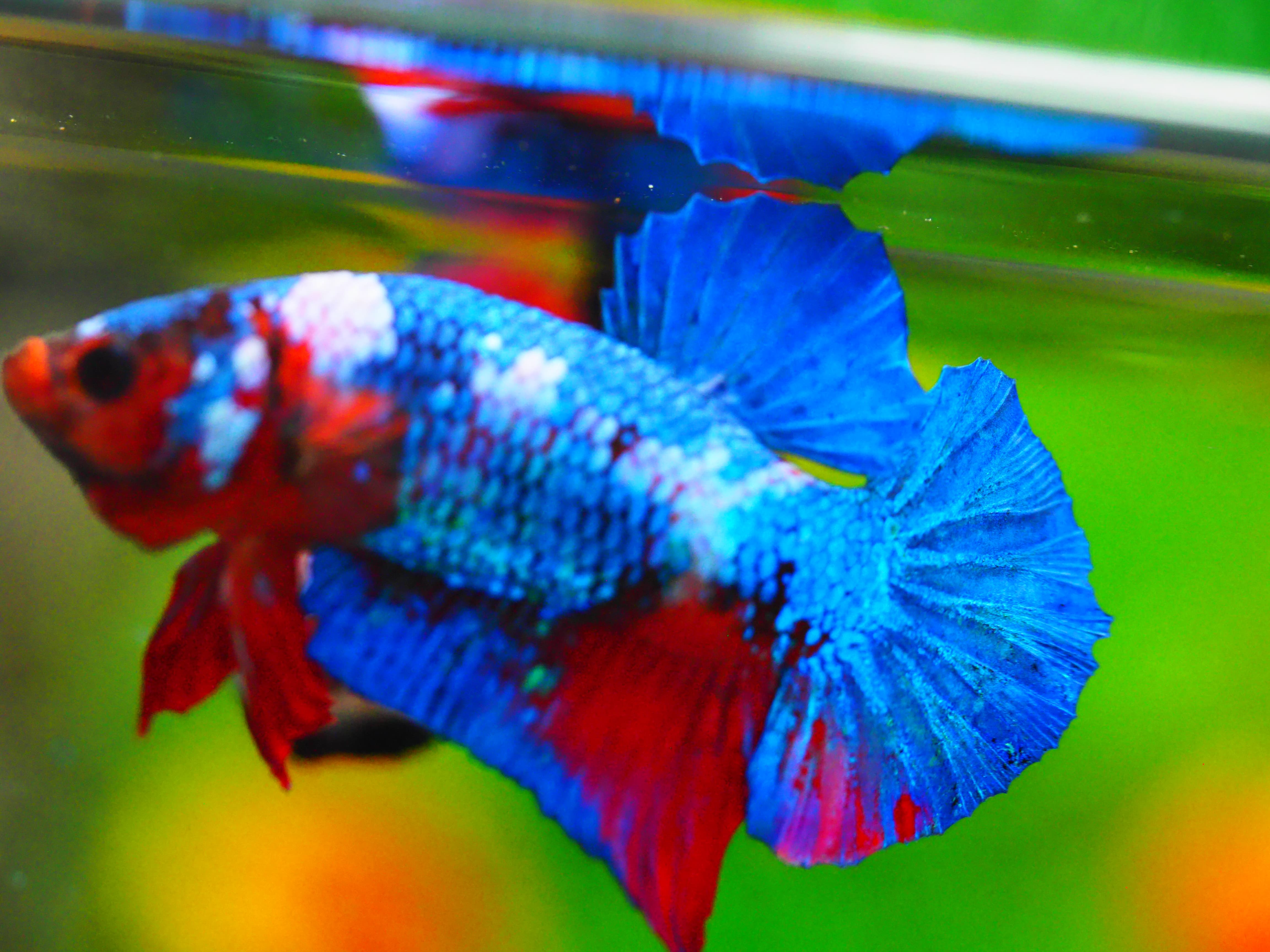 HMPK KOI GALAXY MALE GRADE A +++