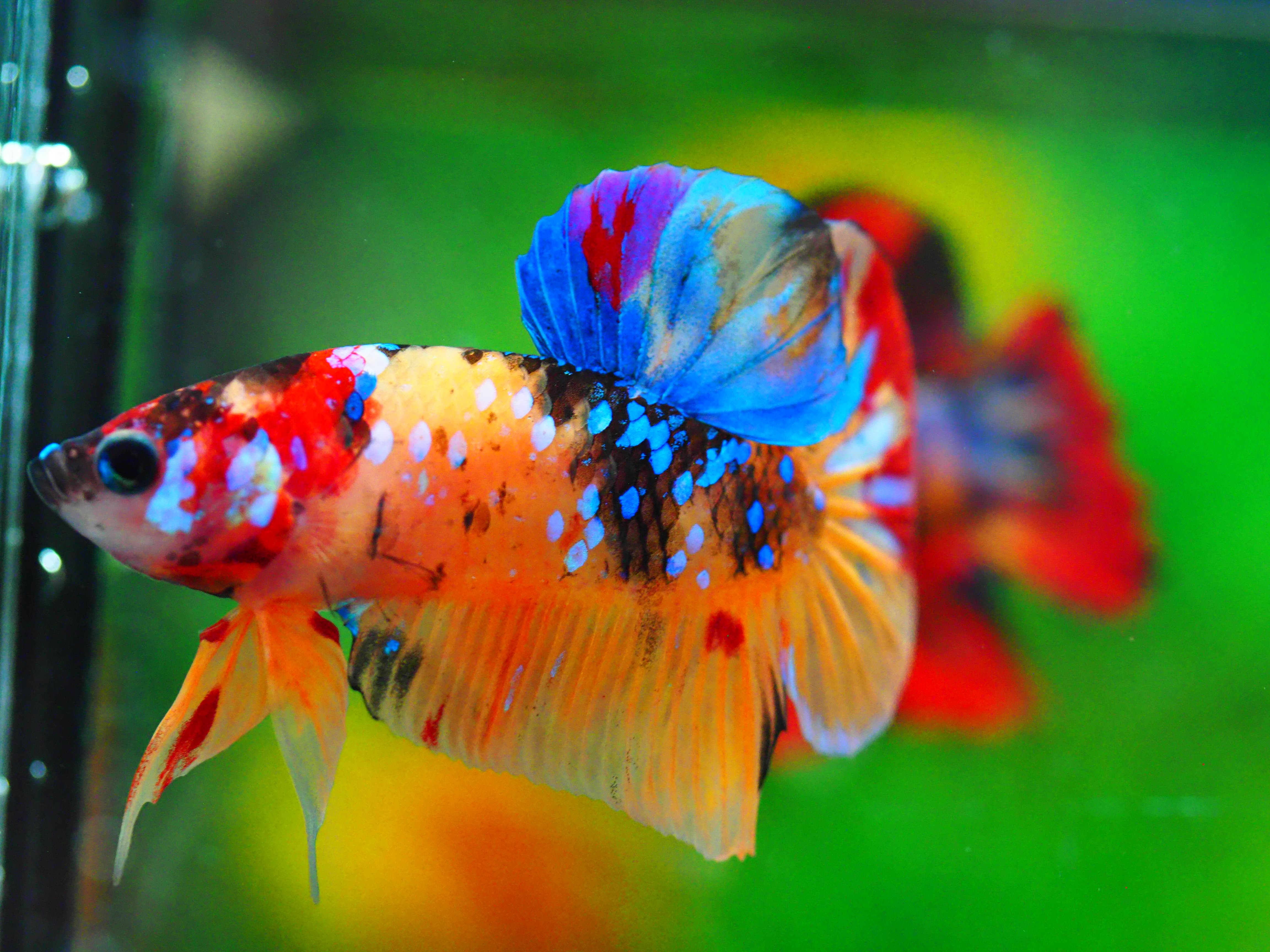 HMPK NEMO GALAXY MALE GRADE A +++