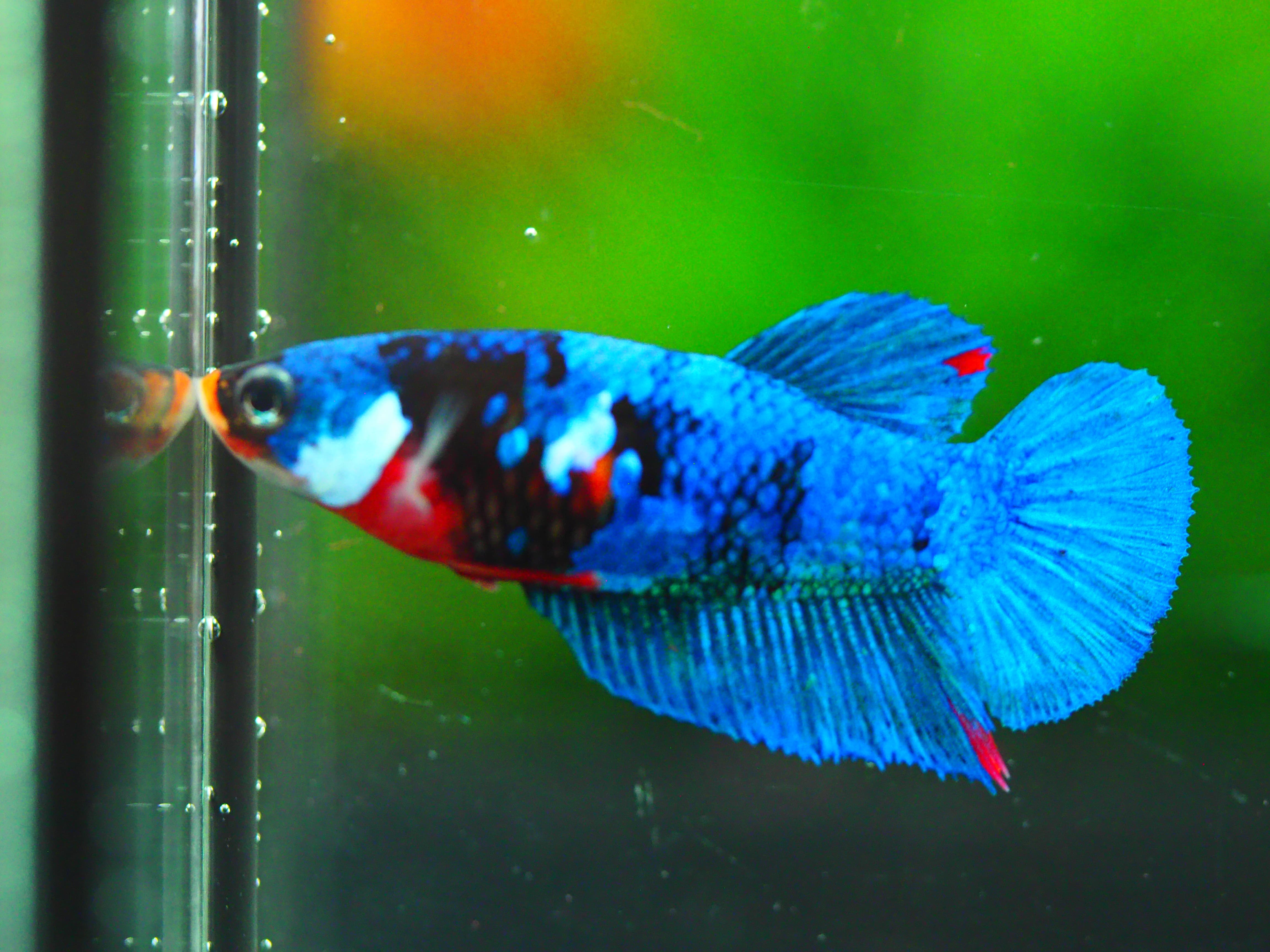 HMPK KOI GALAXY FEMALE GRADE A +++