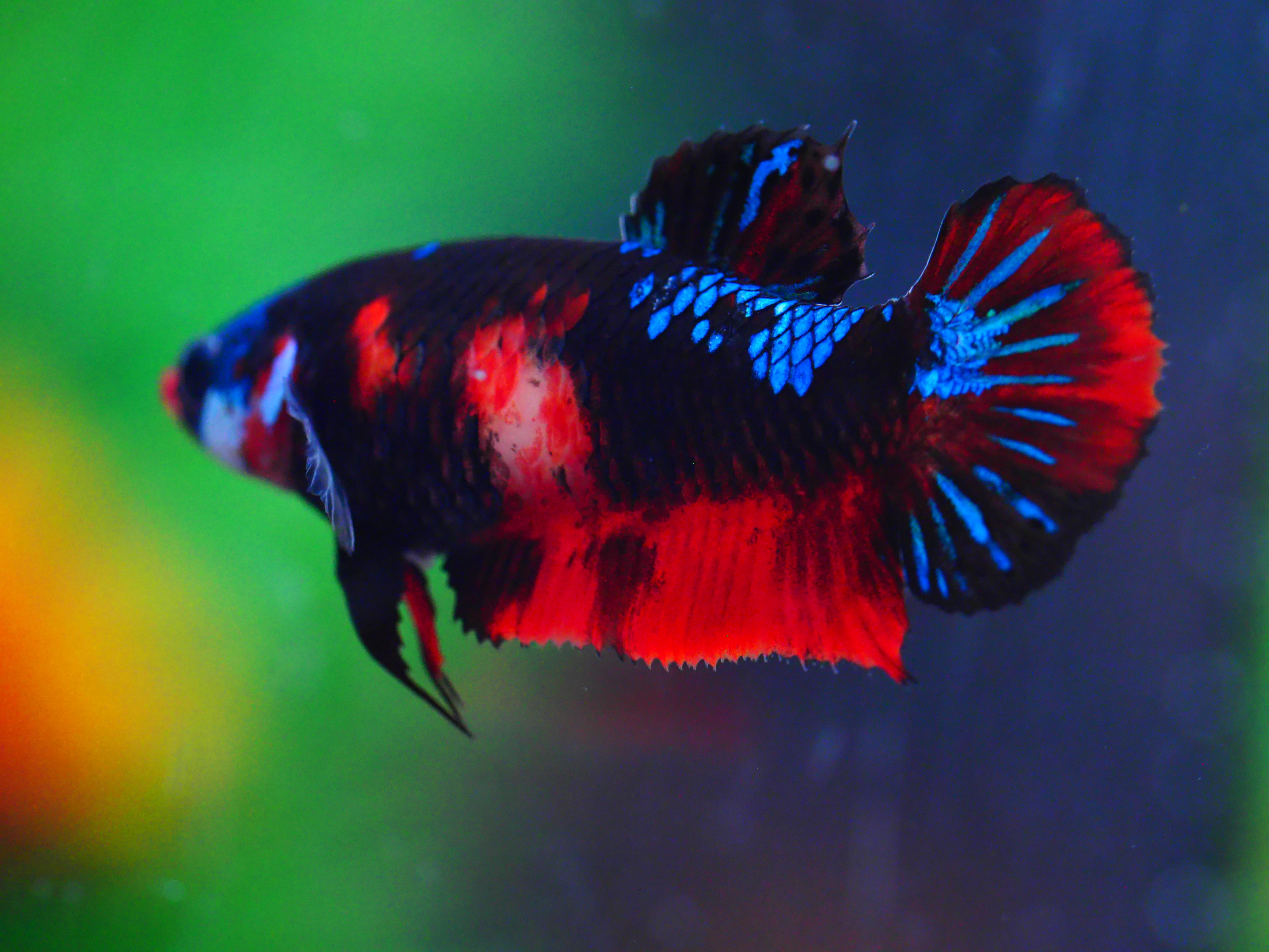 HMPK KOI GALAXY FNMALE GRADE A +++