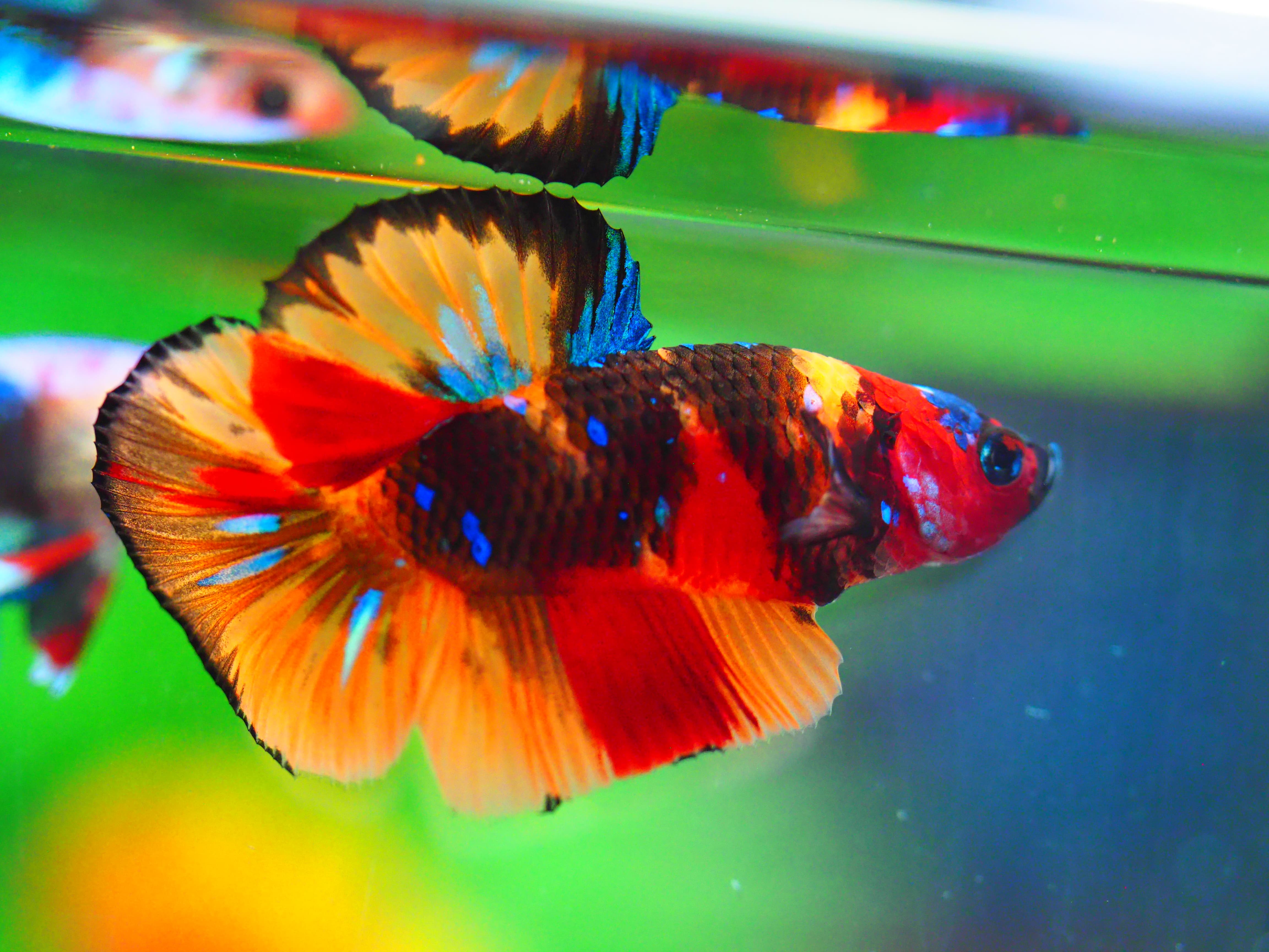 HMPK NEMO MALE