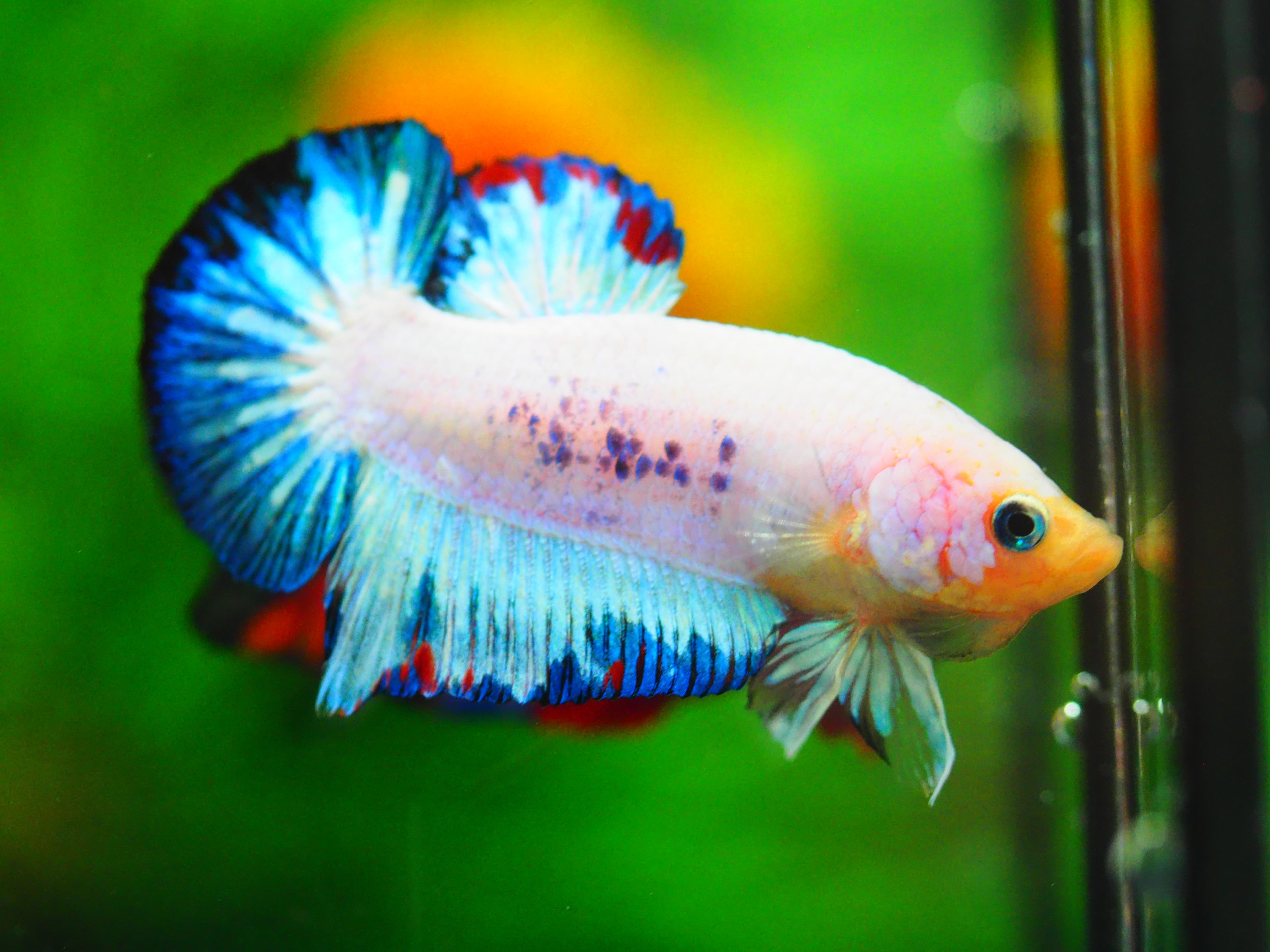 HMPK KOI FANCY MALE GRADE A+++ ปลาเด็ก