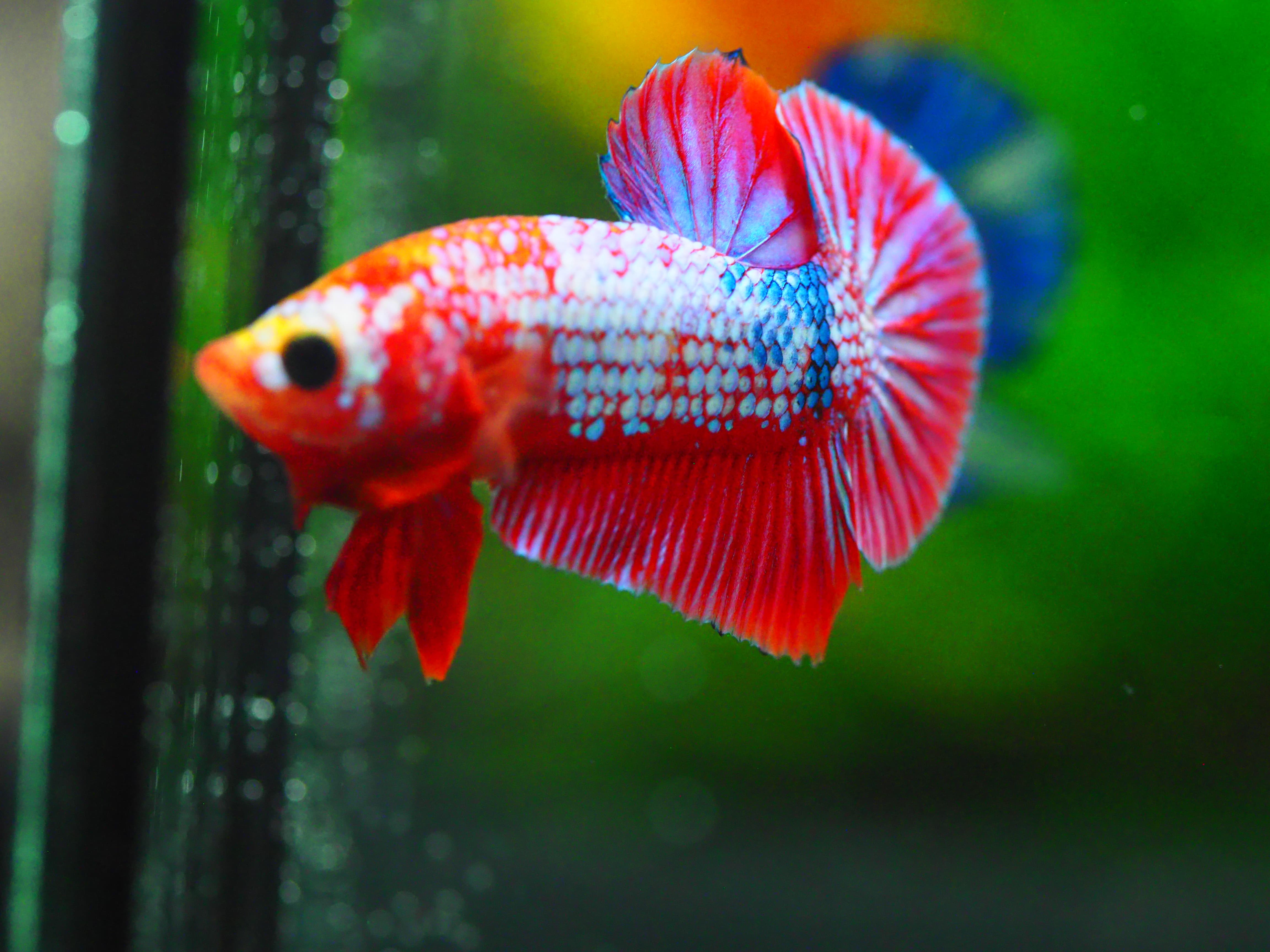 HMPK FANCY MALE GRADE A +++