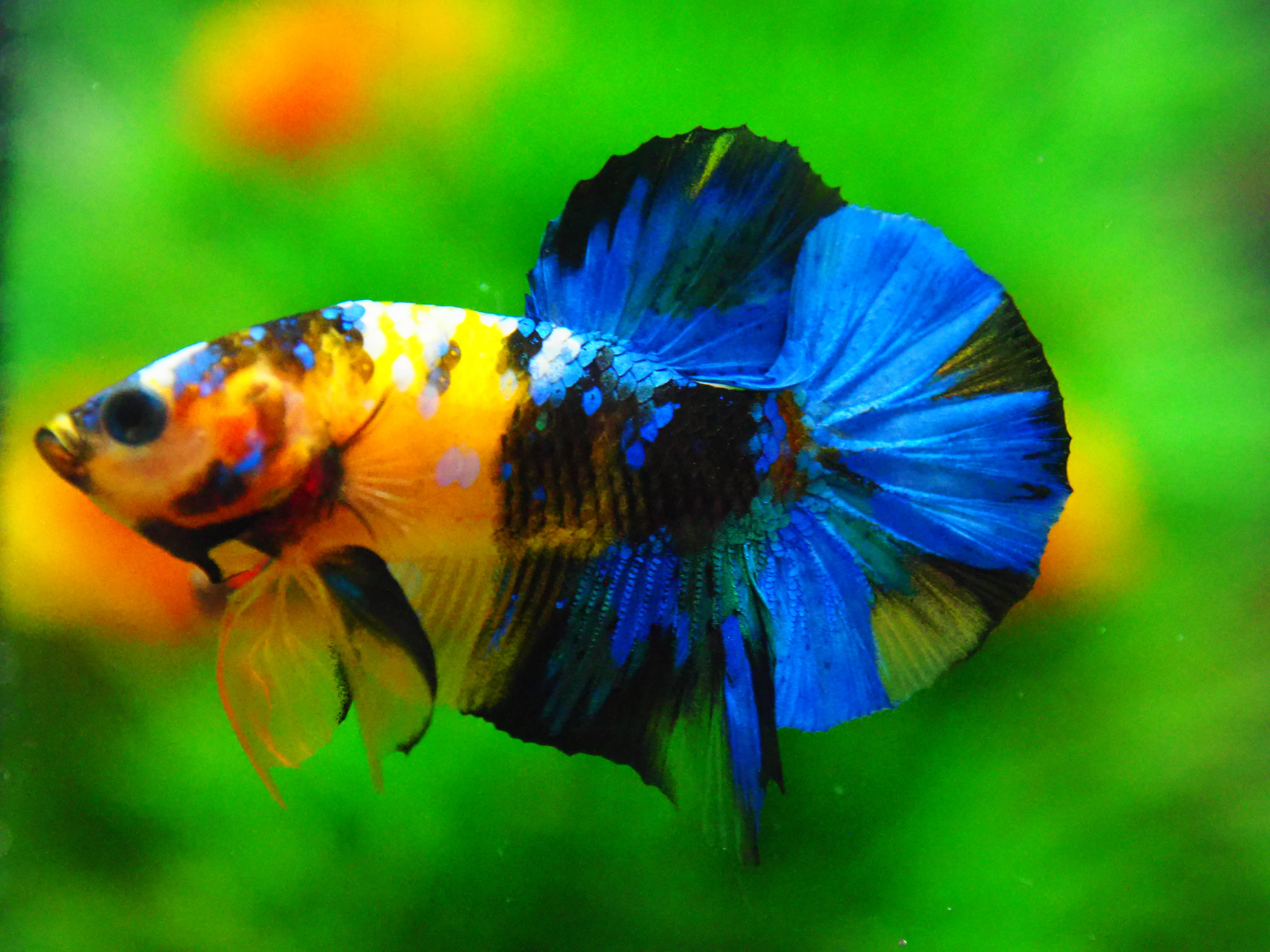 HMPK KOI YELLOW FN MALE GRADE A +++