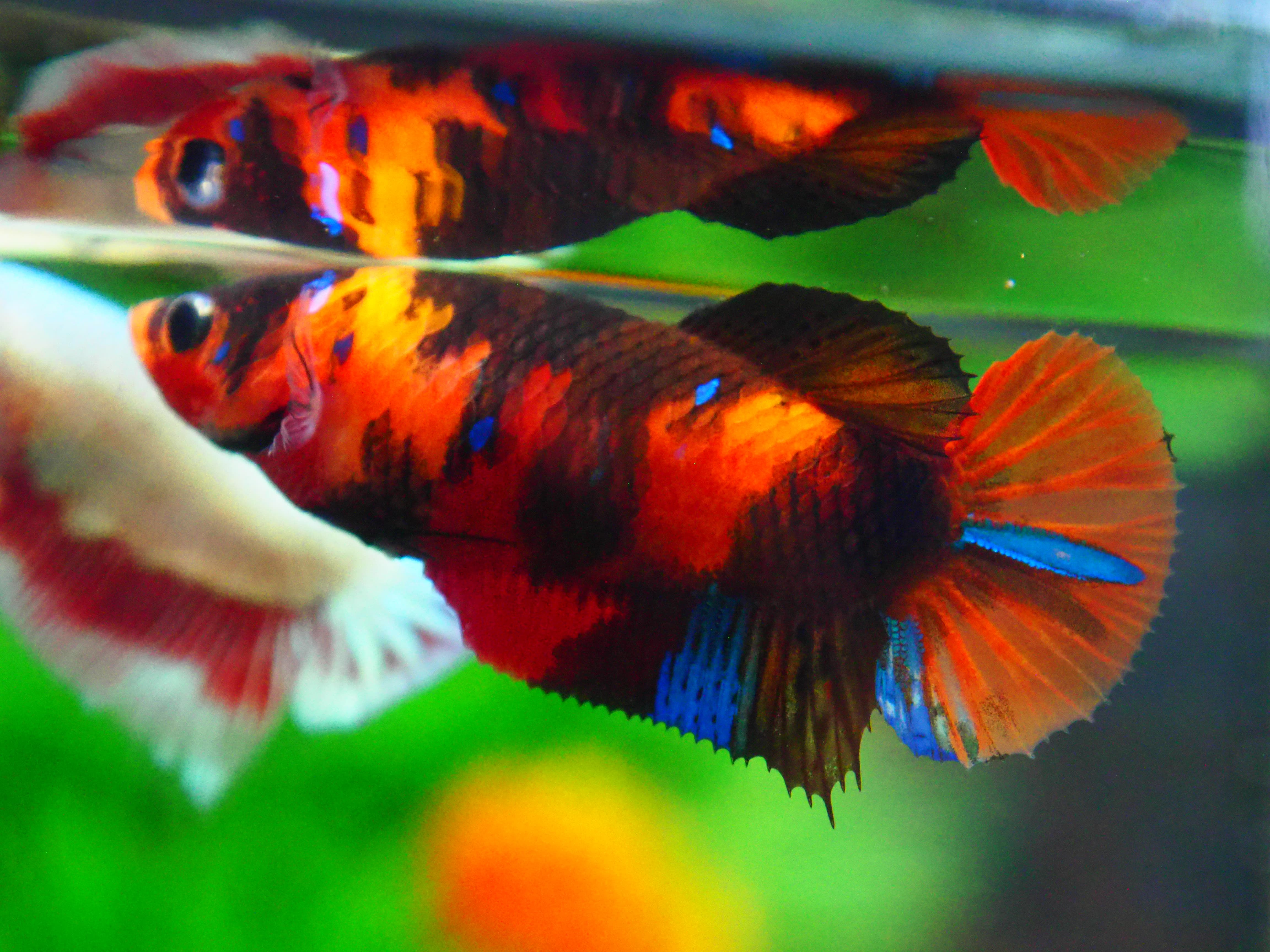 HMPK NEMO GALAXY FN MALE GRADE A +++