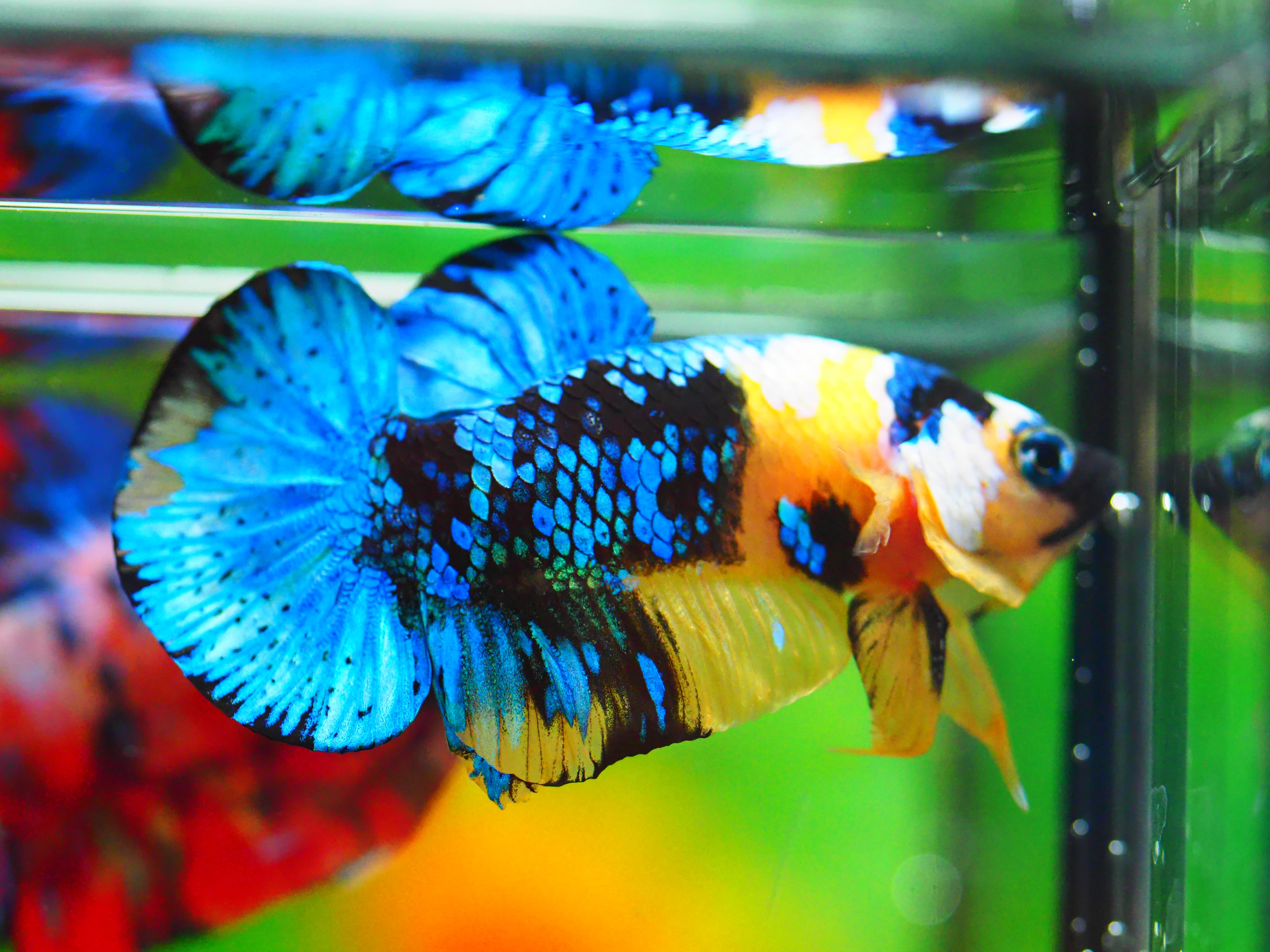 HMPK KOI YELLOW MALE GRADE A +++