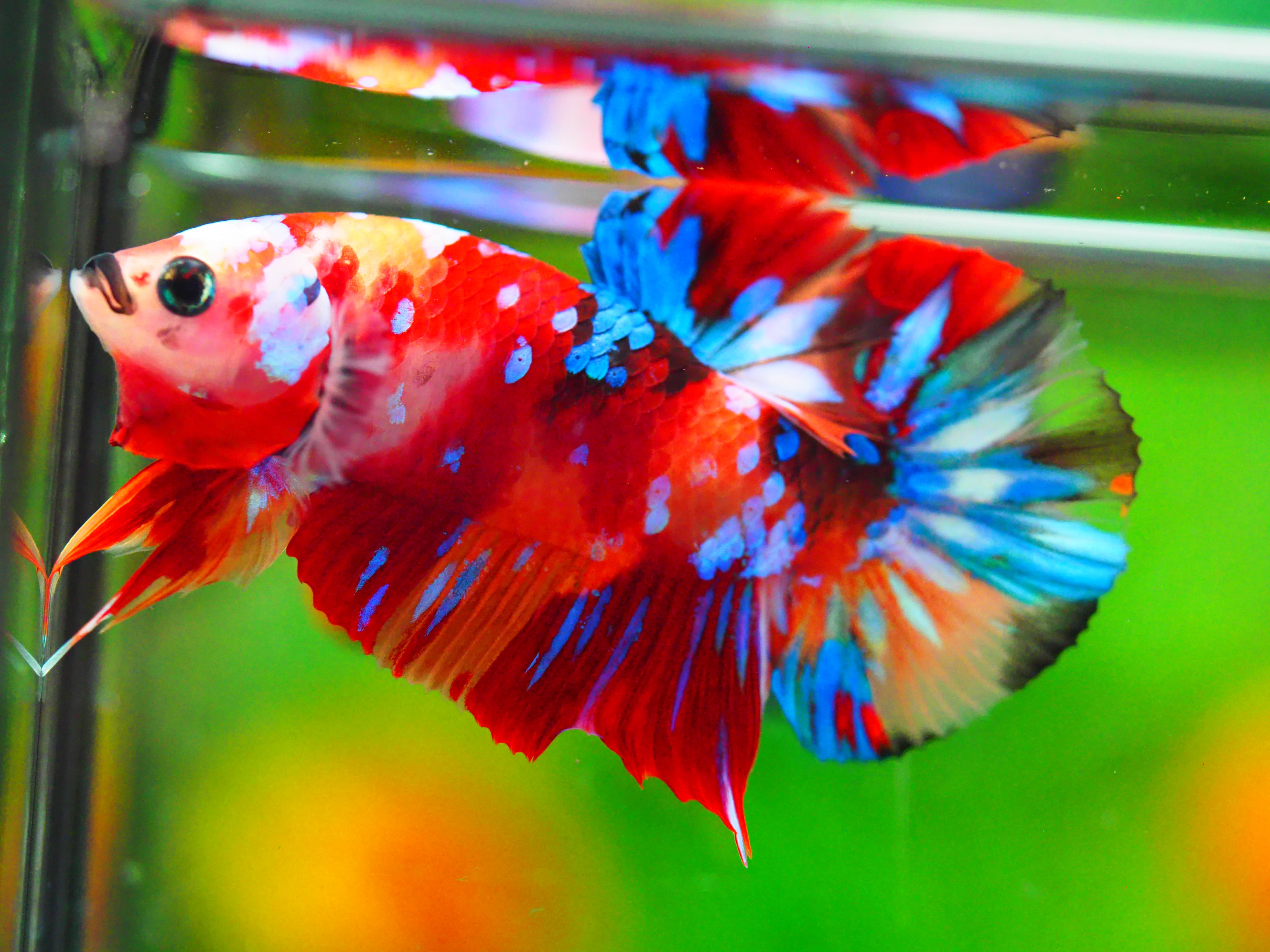 HMPK NEMO GALAXY MALE GRADE A +++