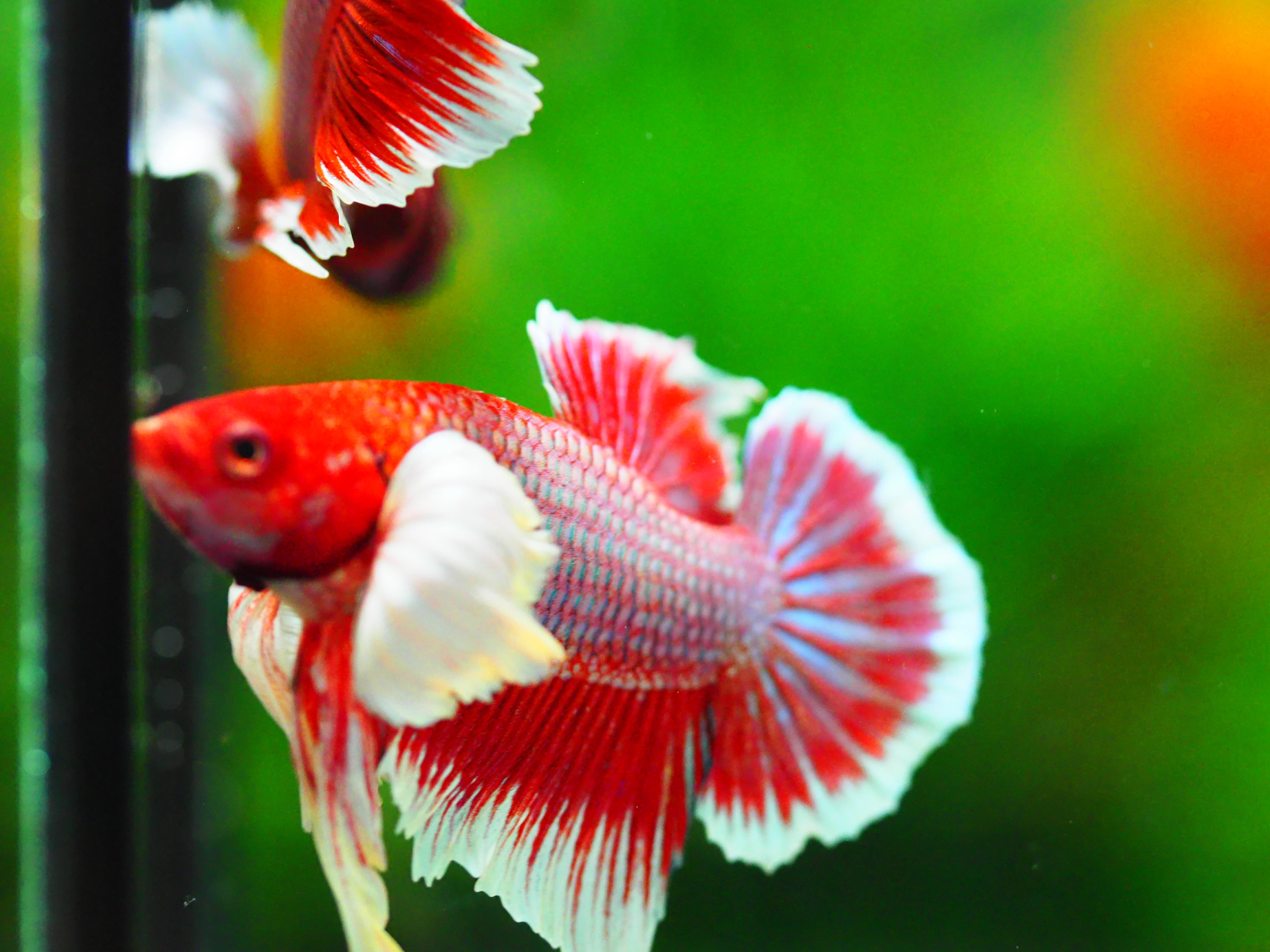 HMPK DUMBO MALE GRADE A +++