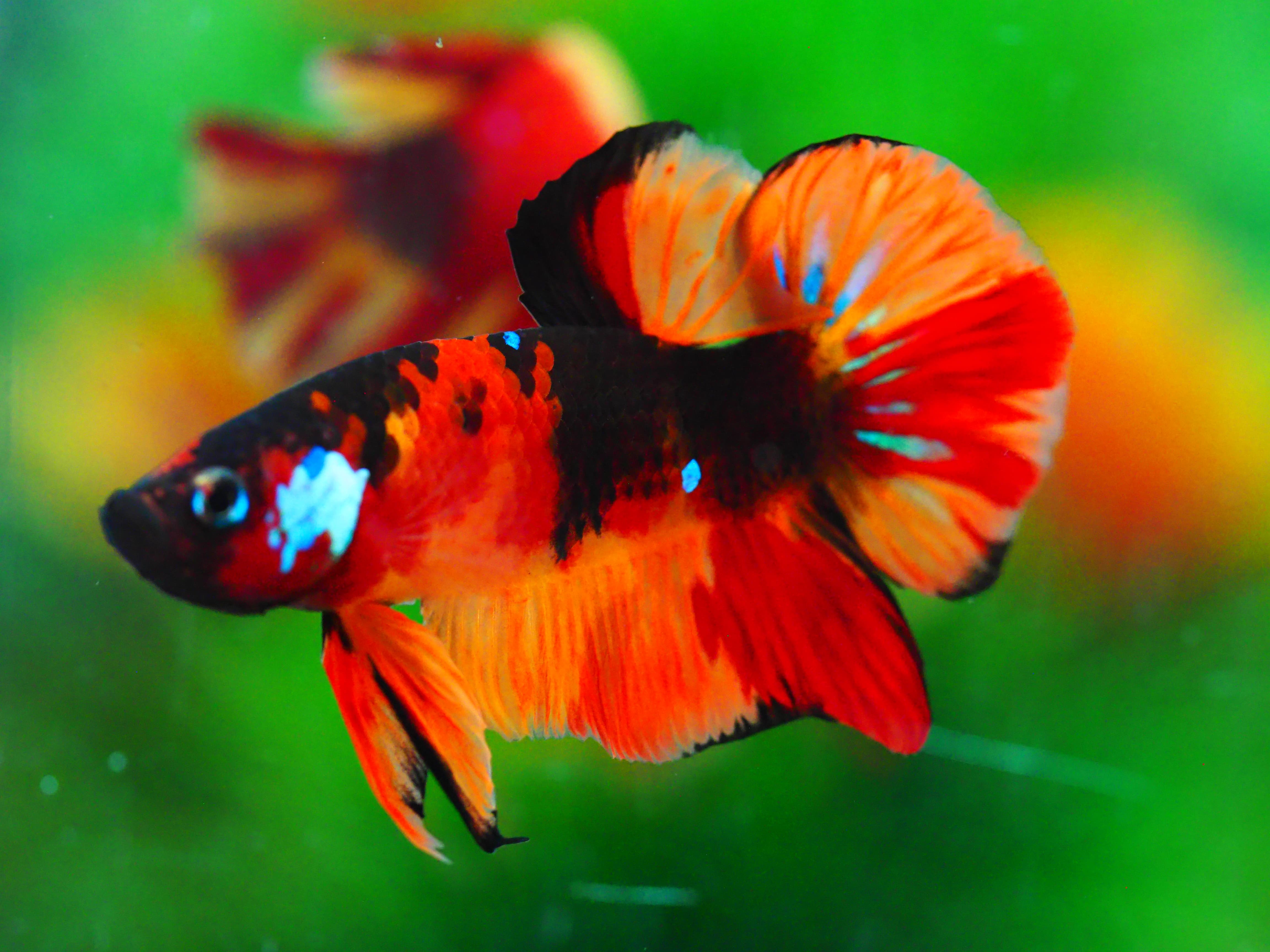 HMPK NEMO GALAXY MALE GRADE A +++