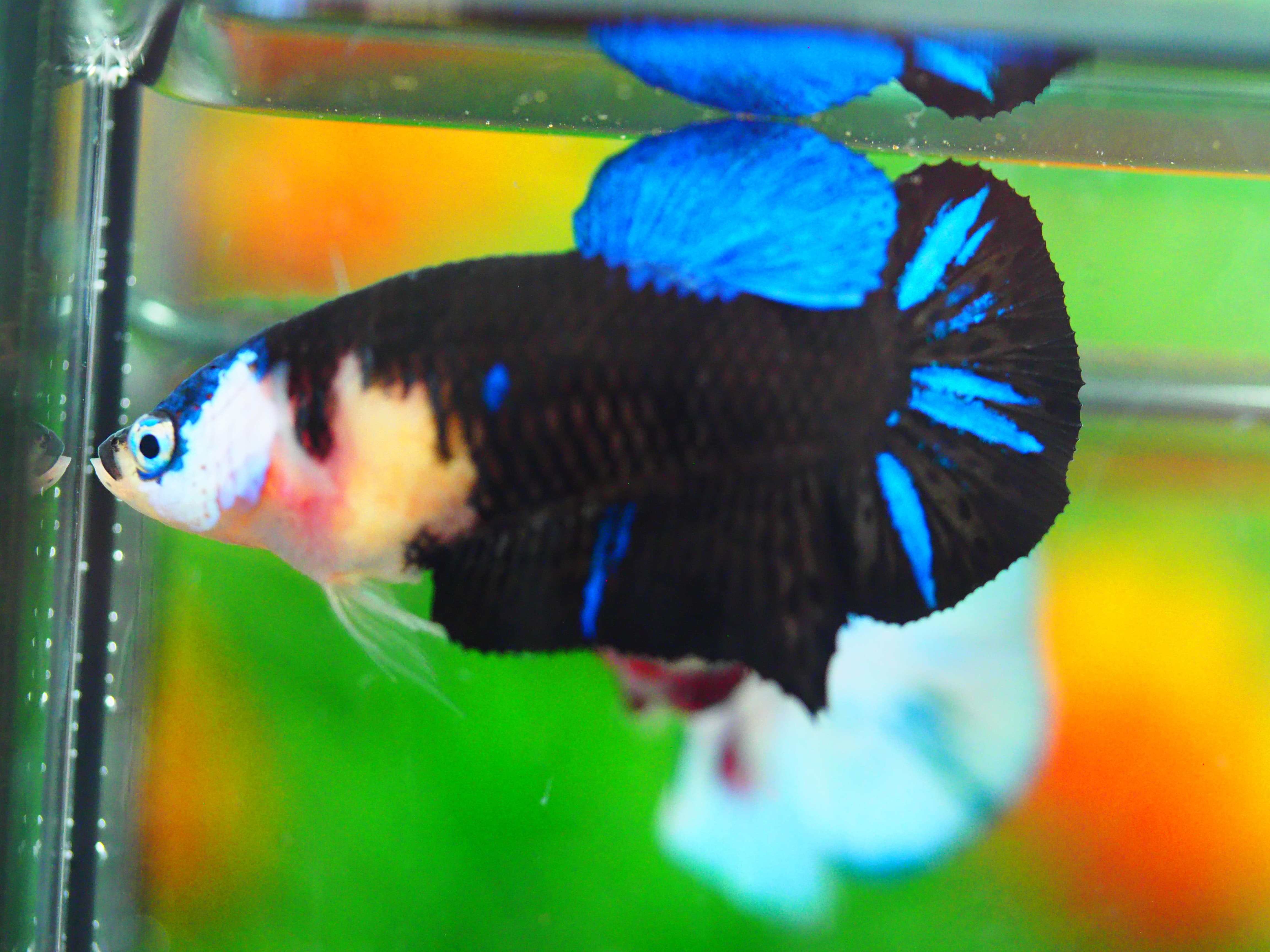 HMPK KOI GALAXY FNMALE GRADE A +++